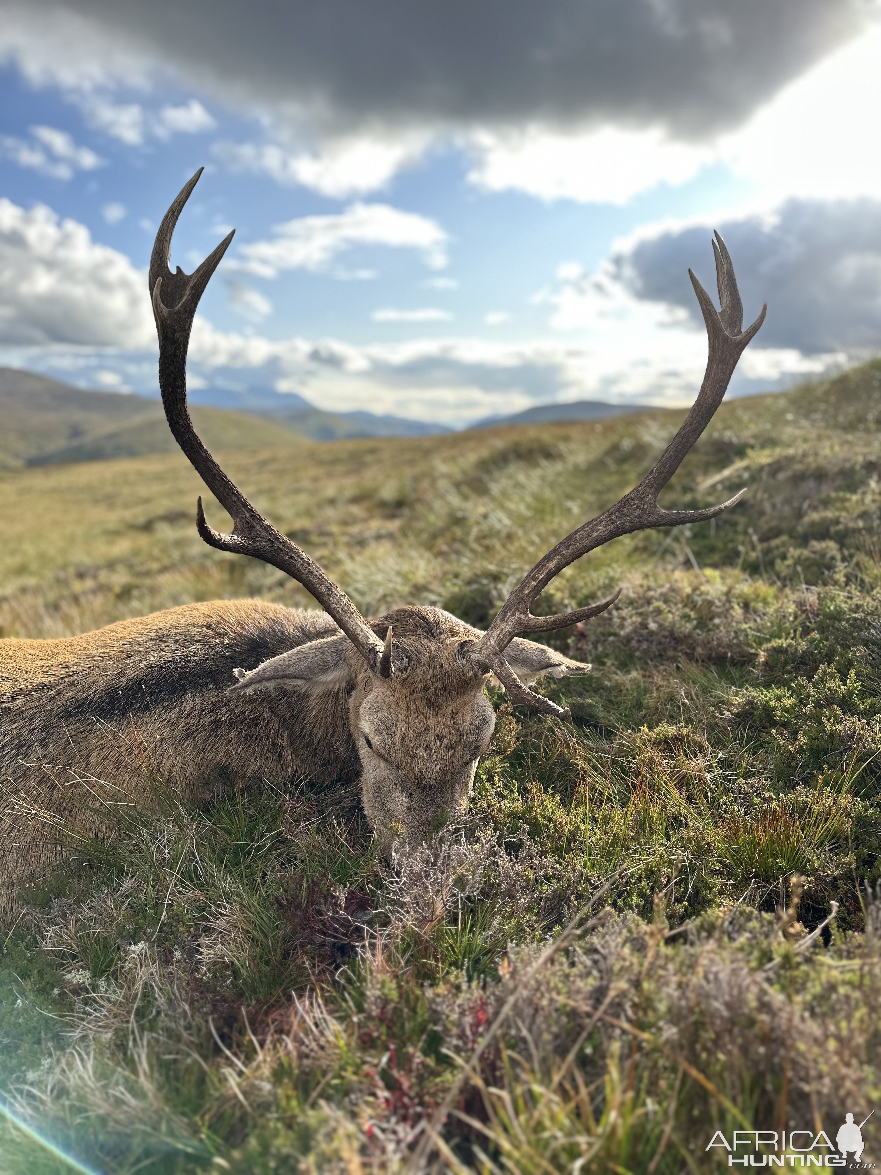 Red Stag Hunt Scotland