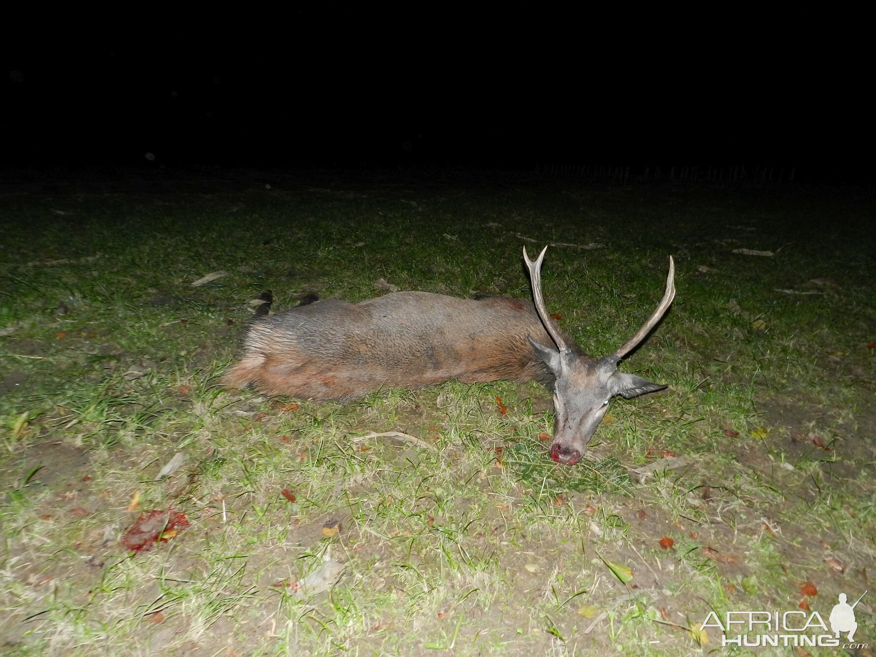 Red Stag Hunt Slovenia