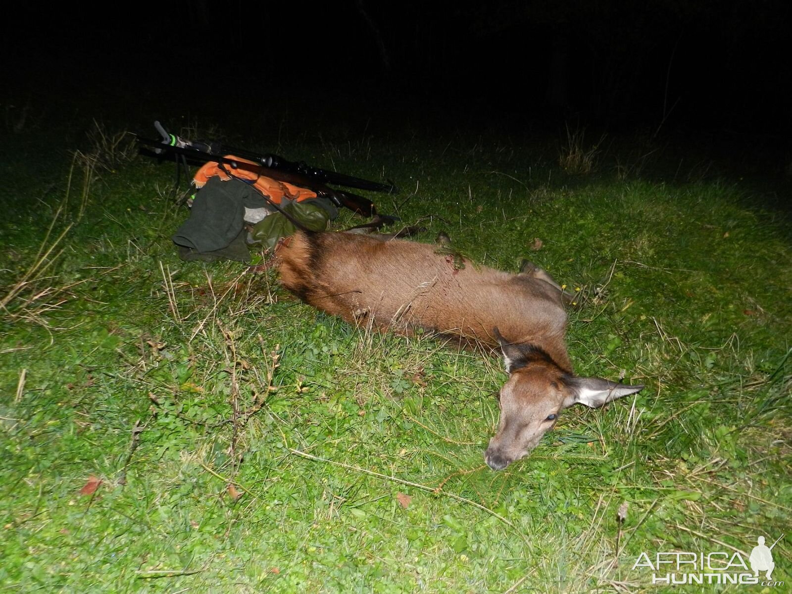 Red Stag Hunt Slovenia