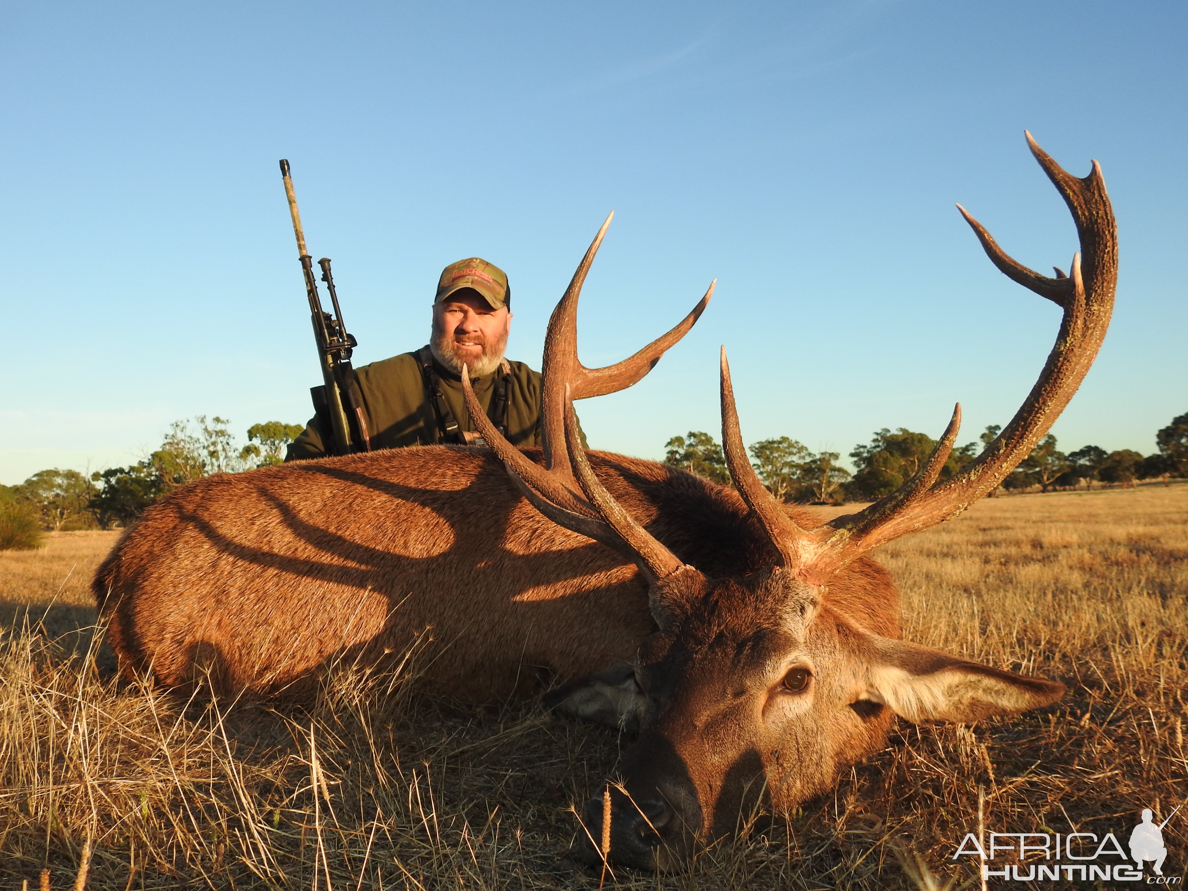 Red Stag Hunt South Australia