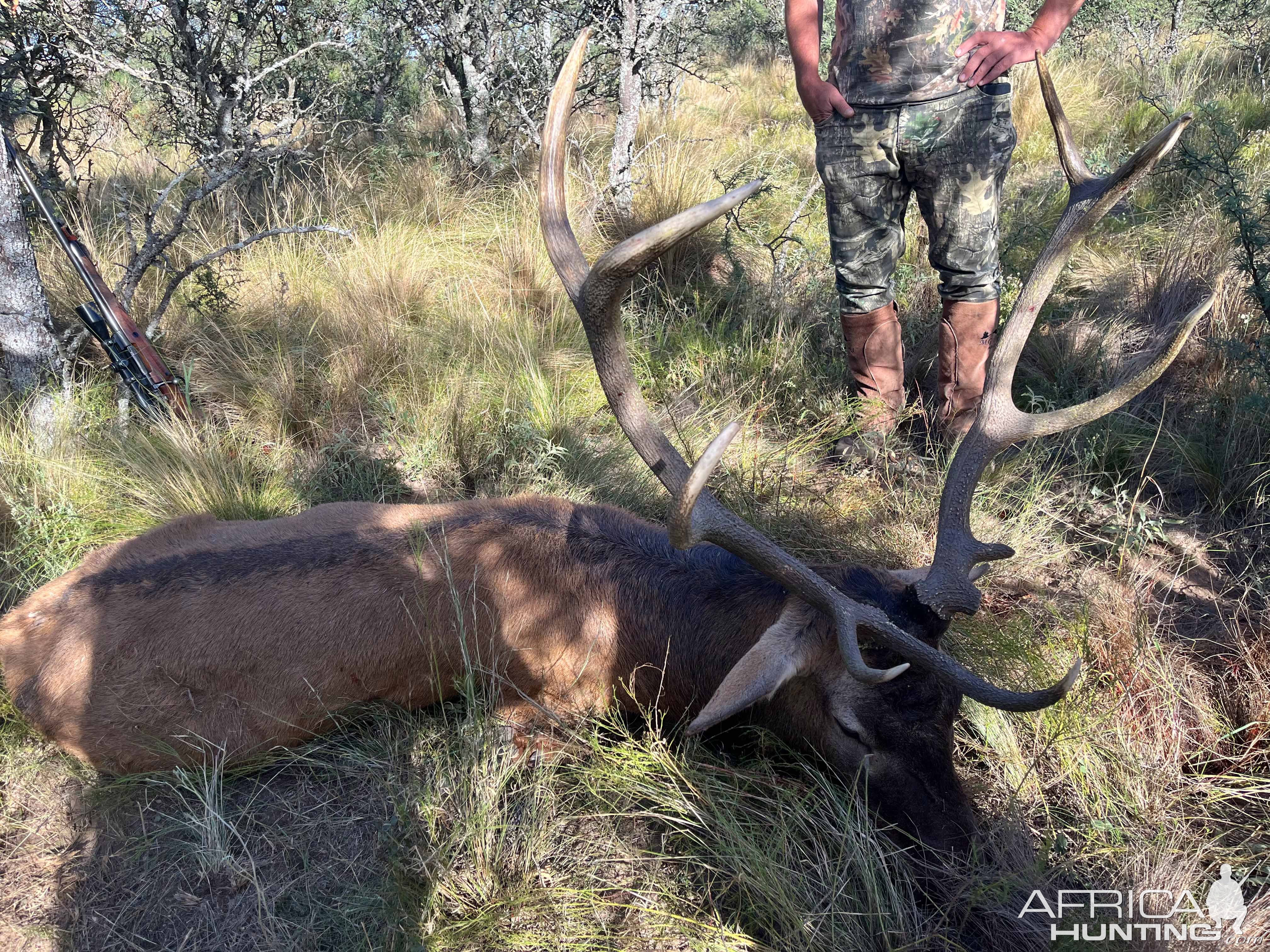 Red Stag Hunting Argentina