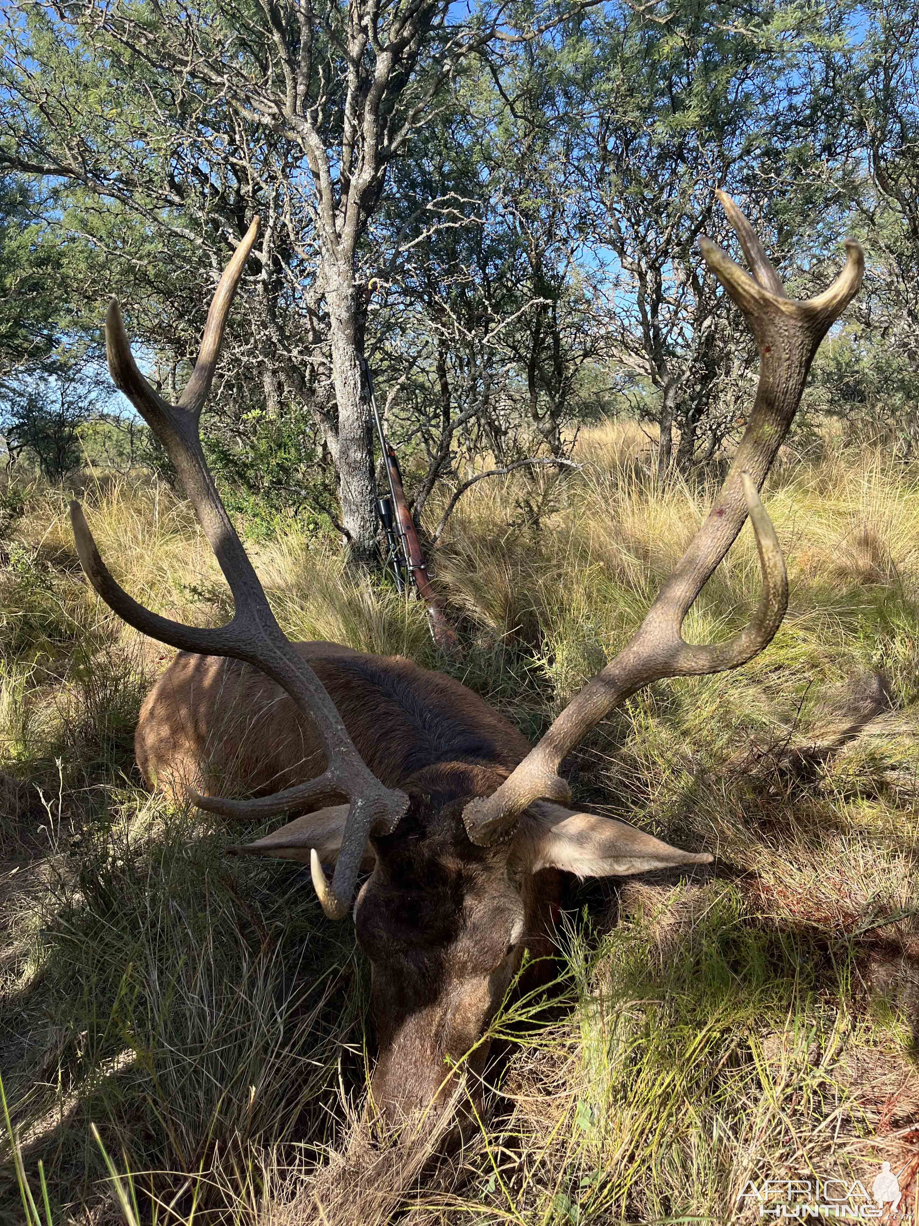 Red Stag Hunting Argentina