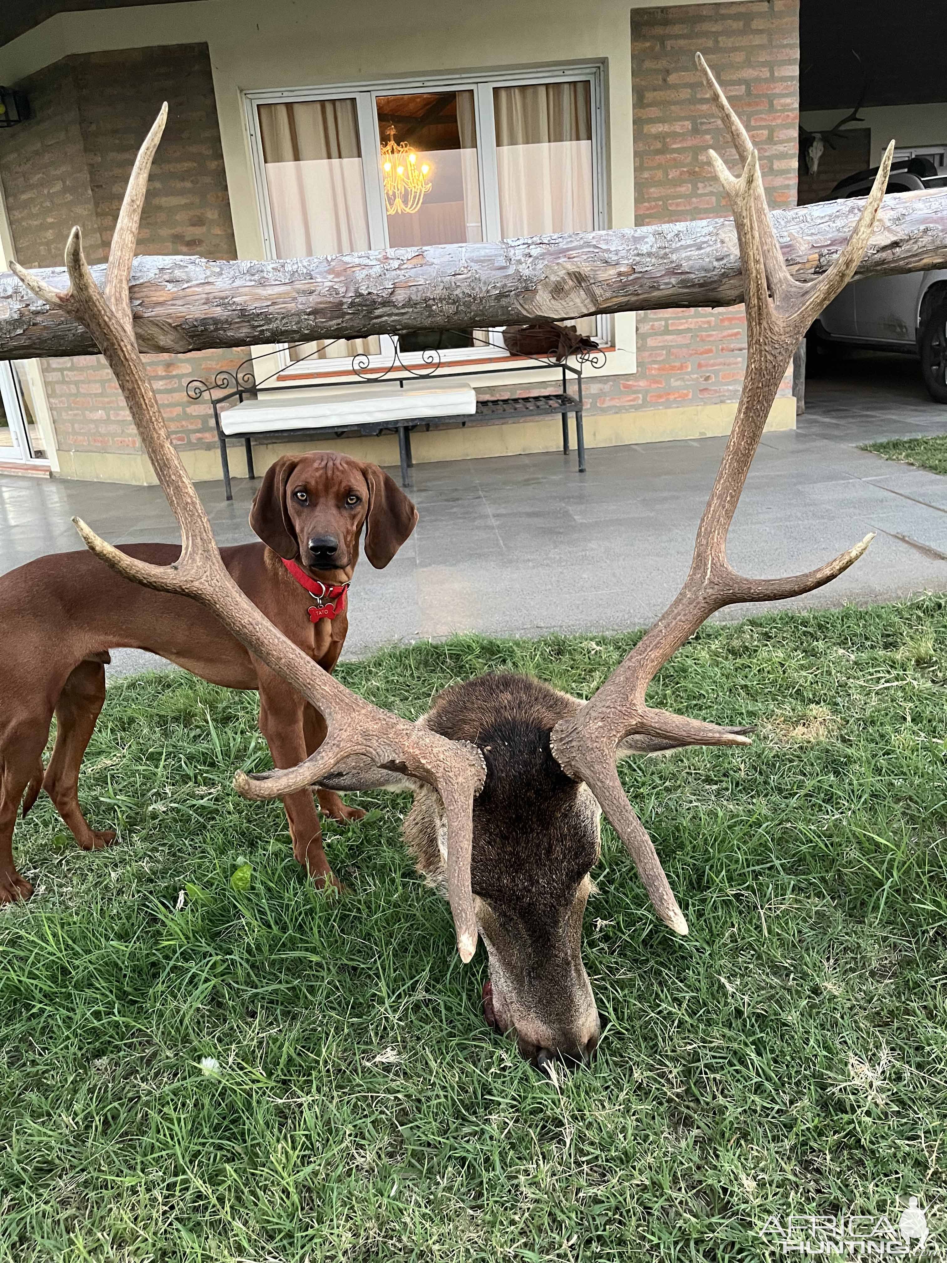 Red Stag Hunting Argentina