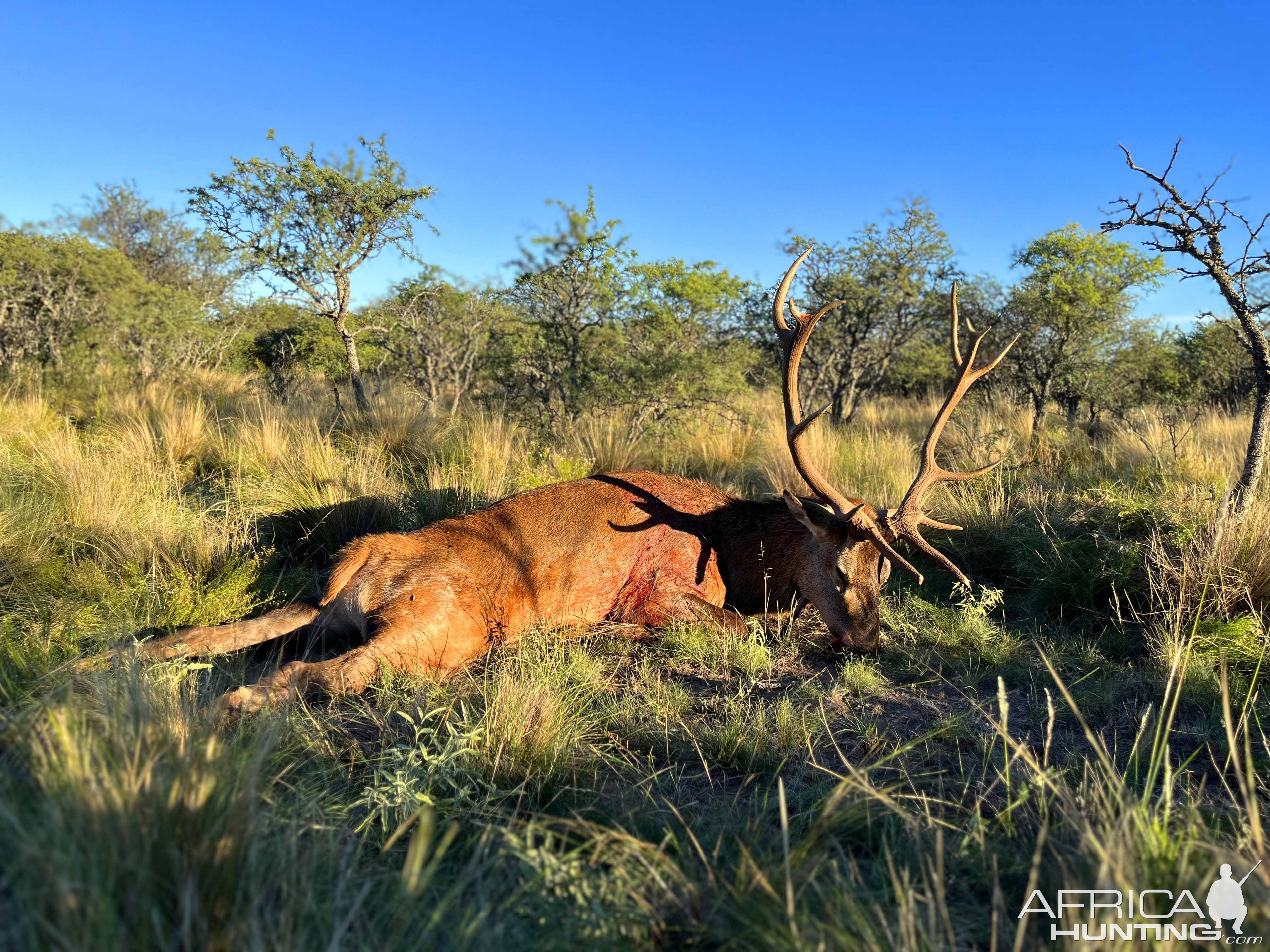 Red Stag Hunting Argentina