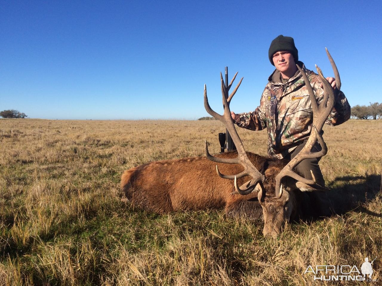 Red Stag Hunting Argentina