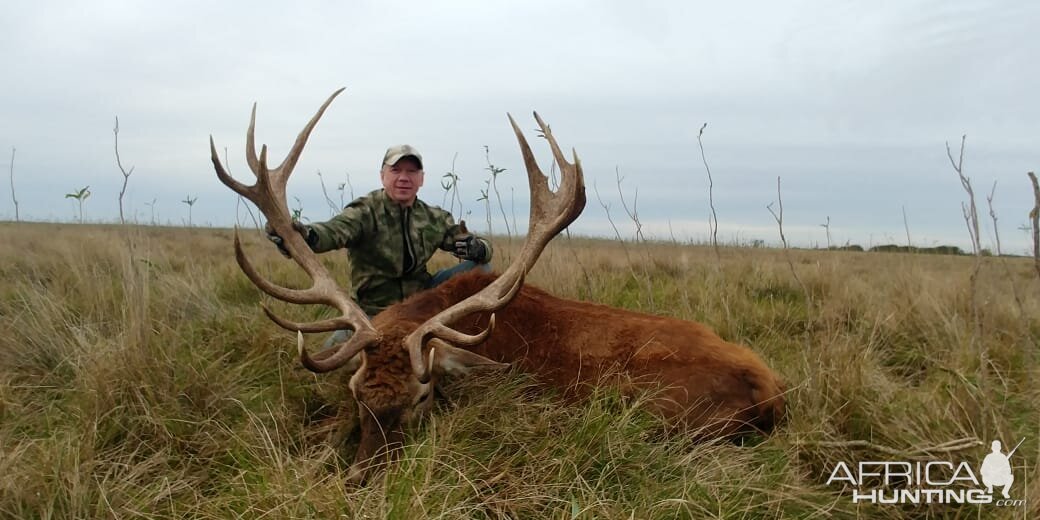 Red Stag Hunting Argentina