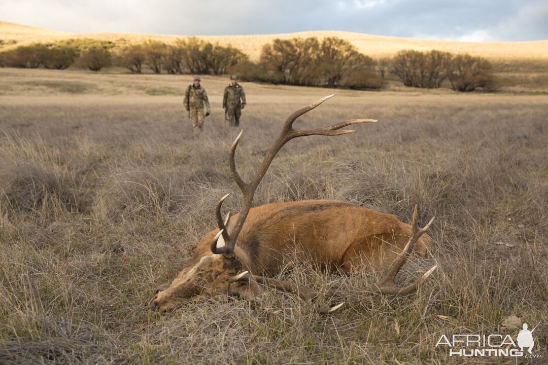 Red Stag Hunting Argentina