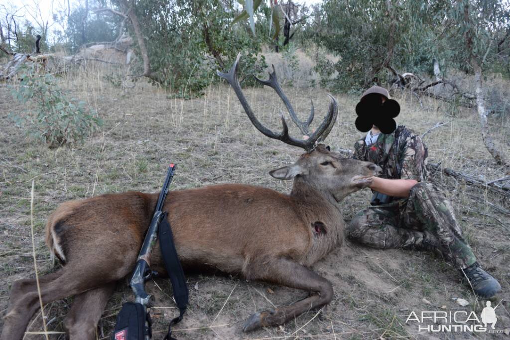 Red Stag Hunting Australia