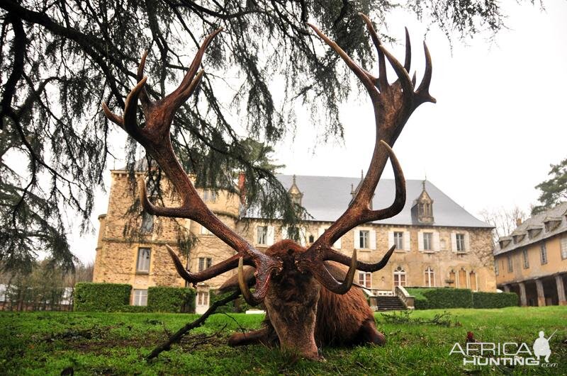 Red Stag Hunting in France