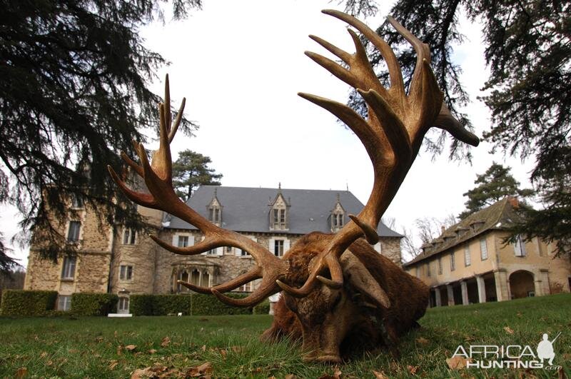 Red Stag Hunting in France