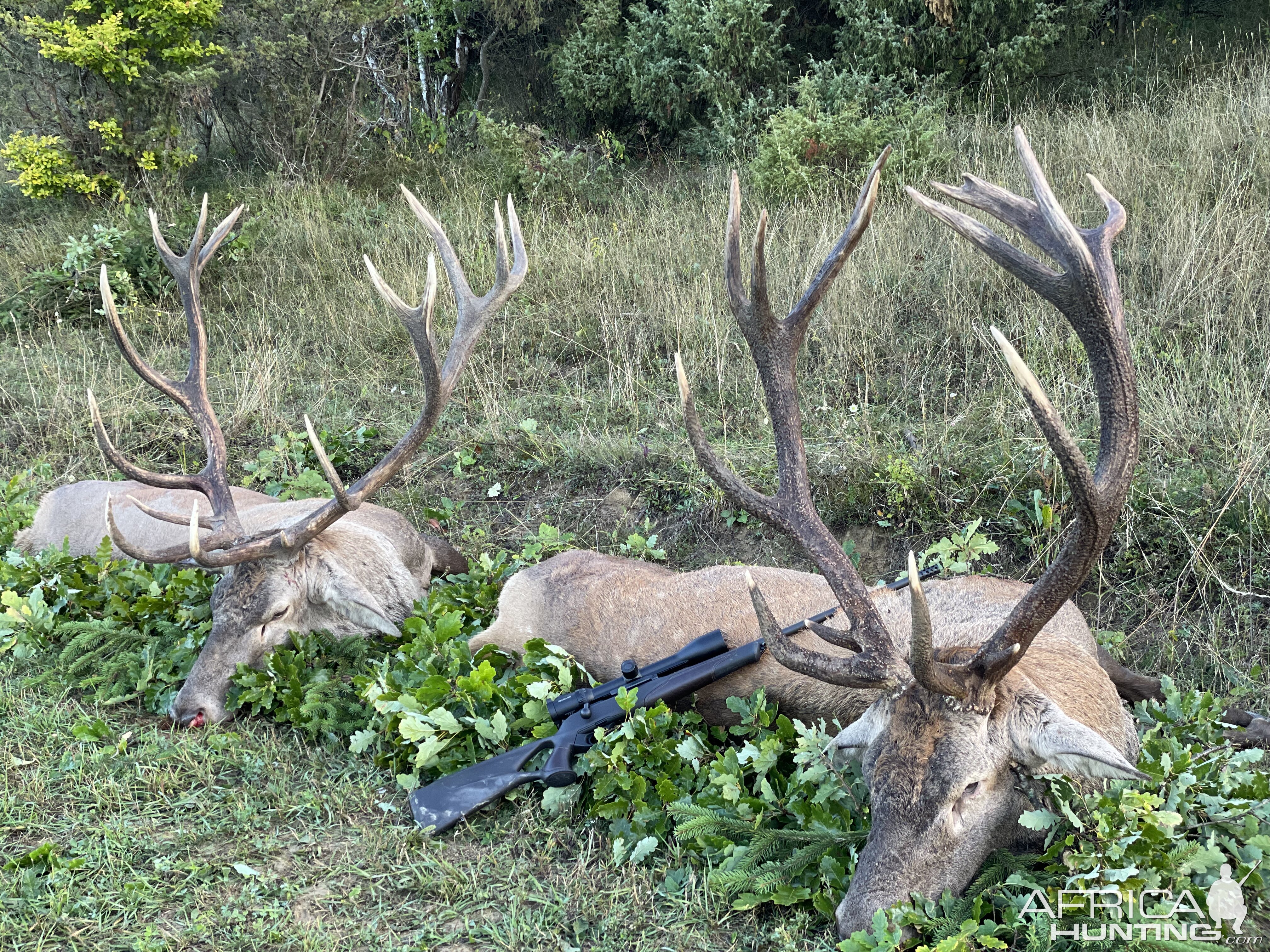 Red Stag Hunting Romania