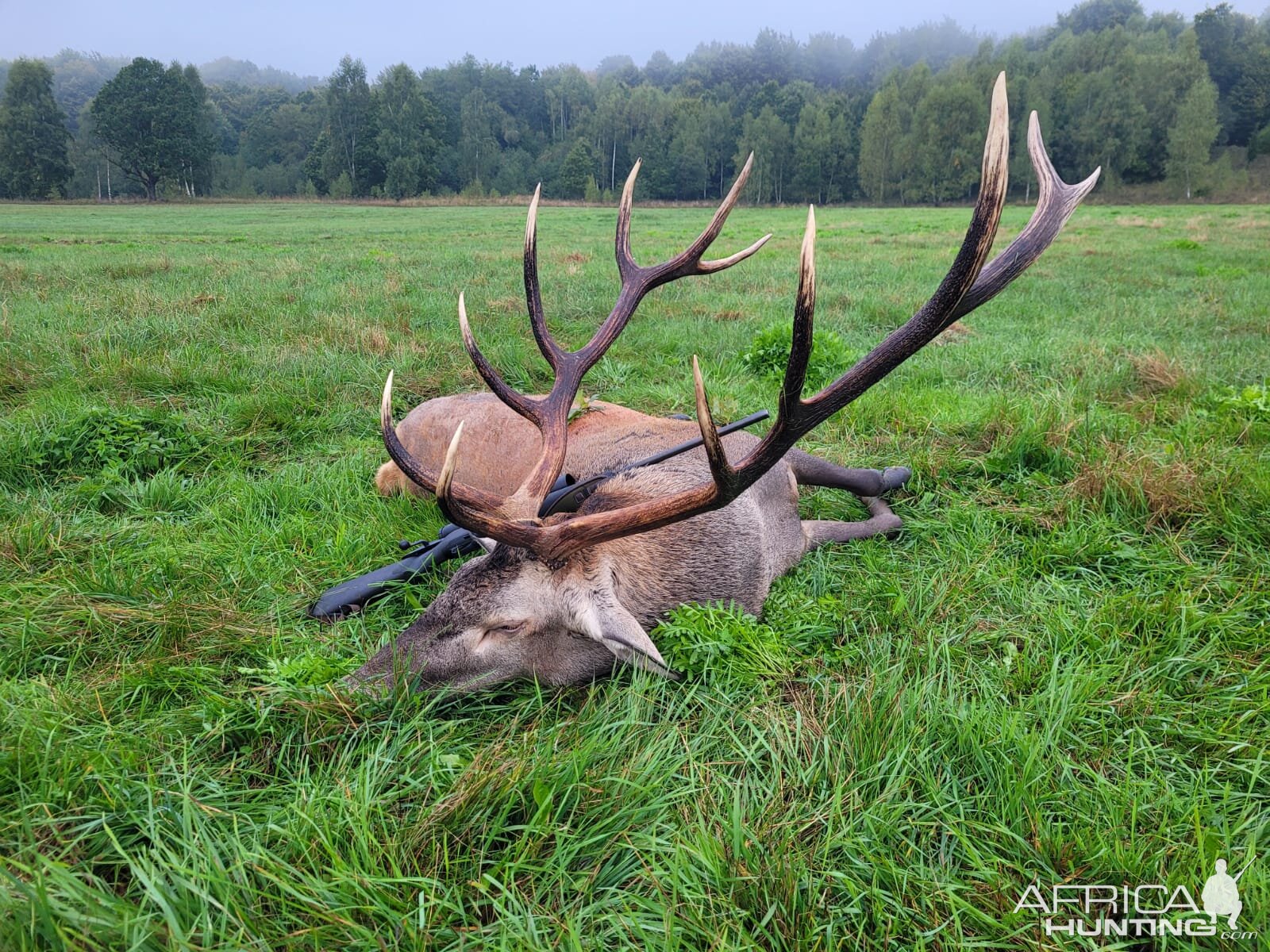 Red Stag Hunting Romania