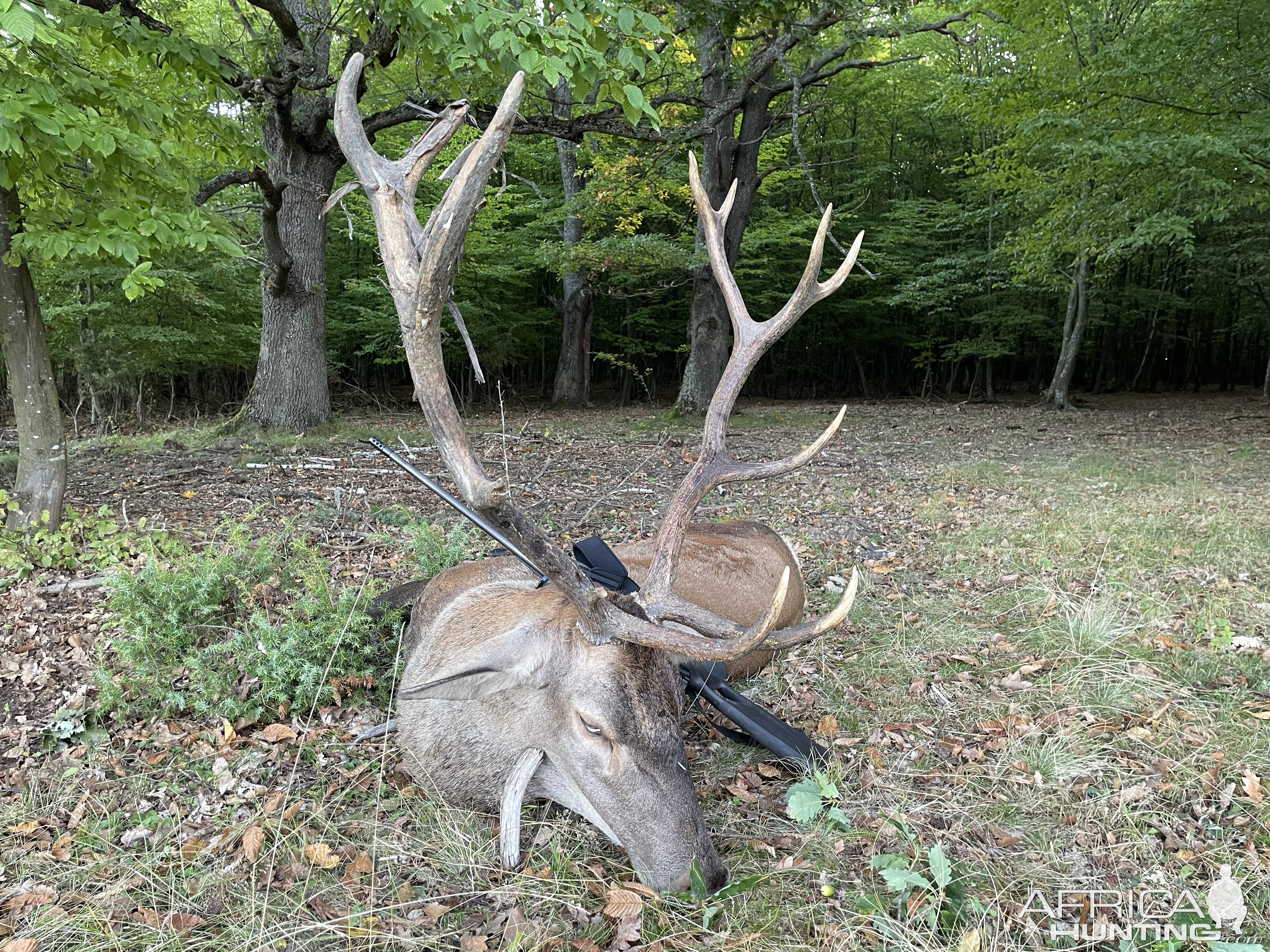 Red Stag Hunting Romania