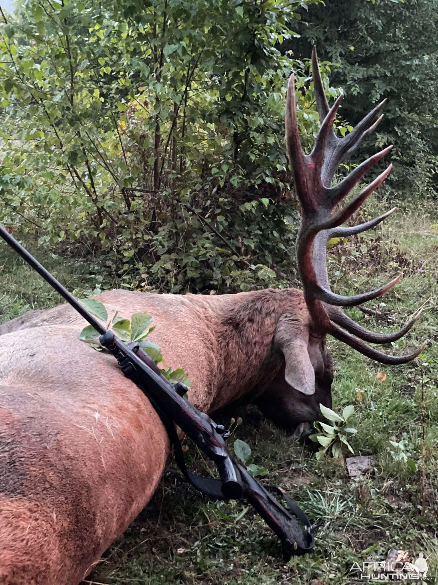 Red Stag Hunting Romania