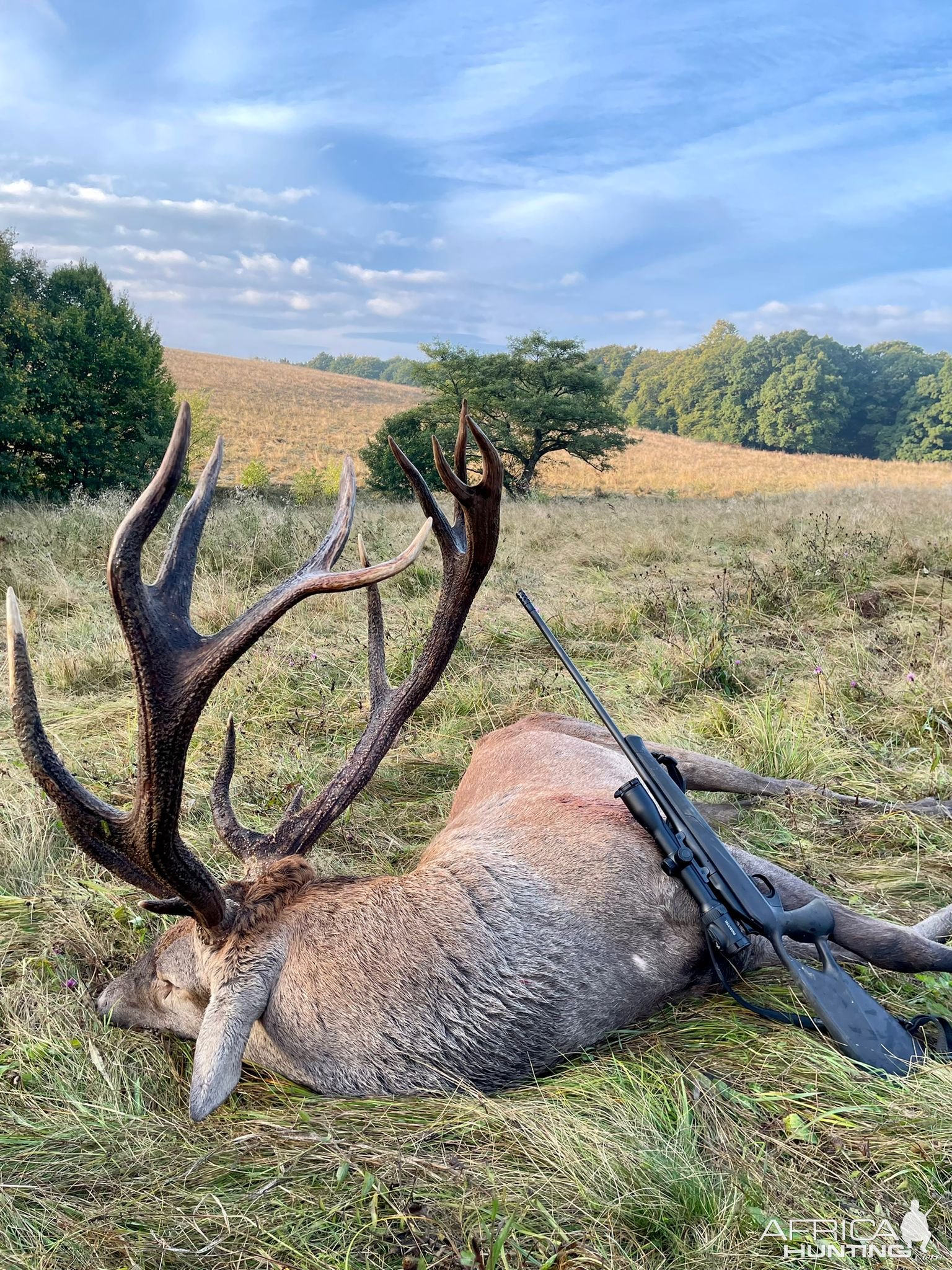 Red Stag Hunting Romania