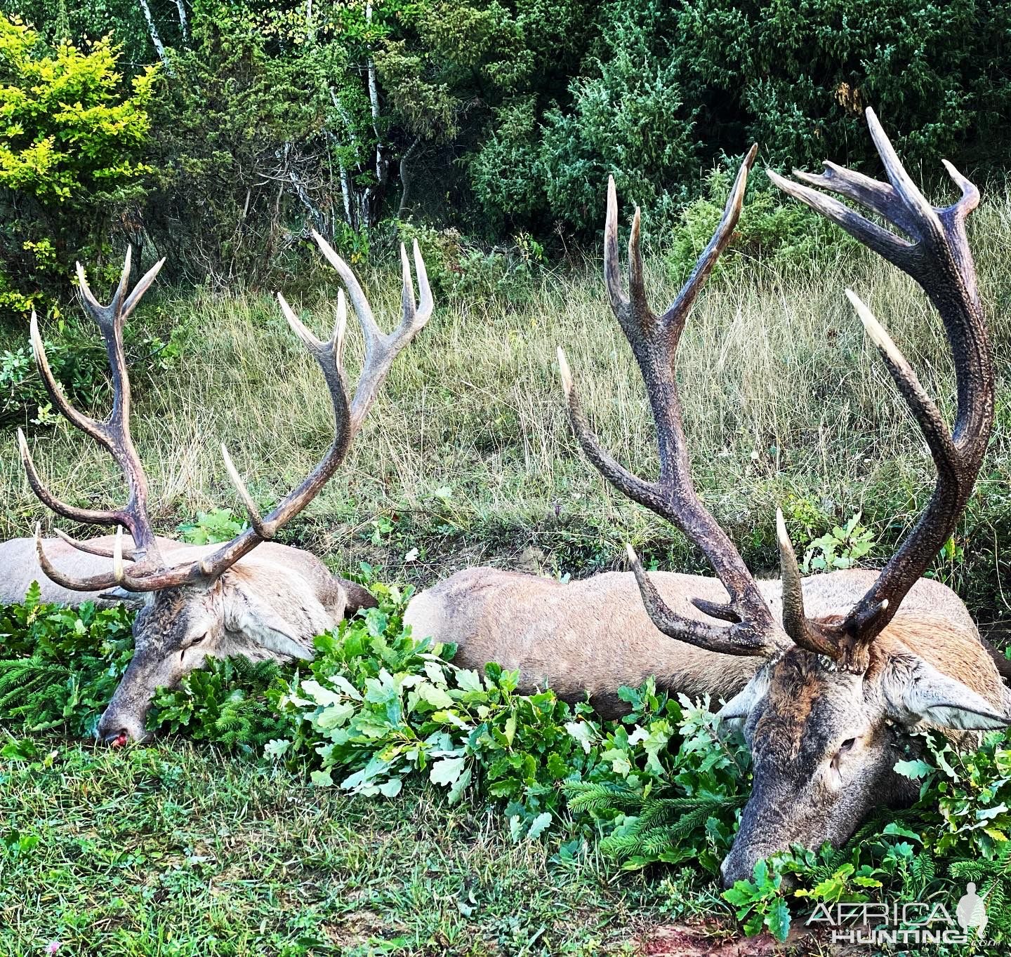 Red Stag Hunting Romania