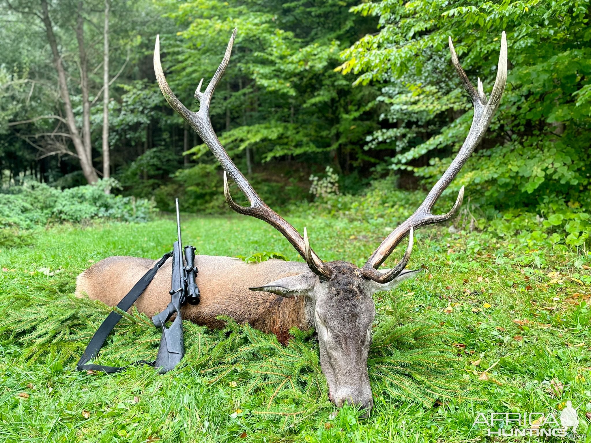 Red Stag Hunting Romania