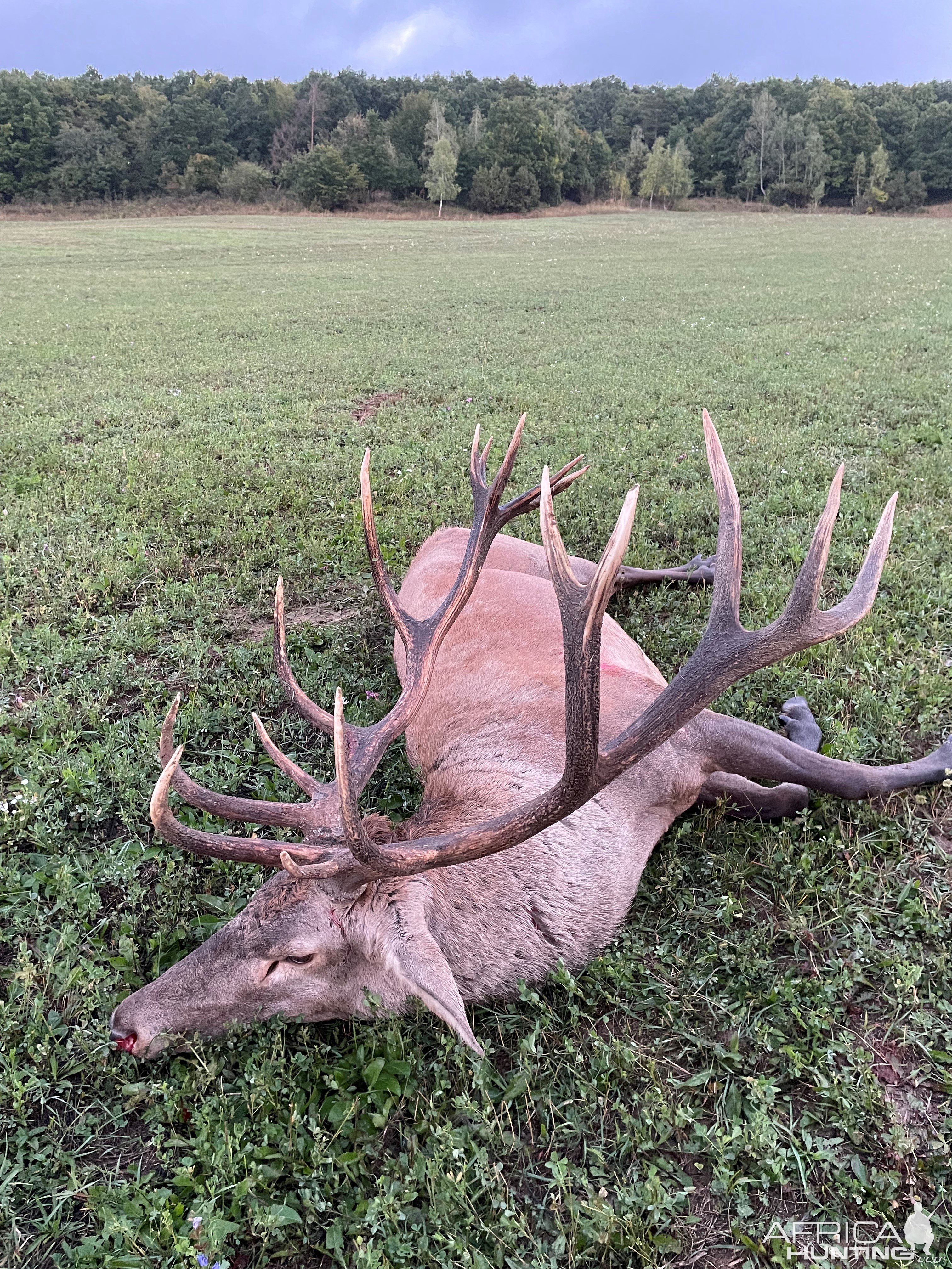 Red Stag Hunting Romania