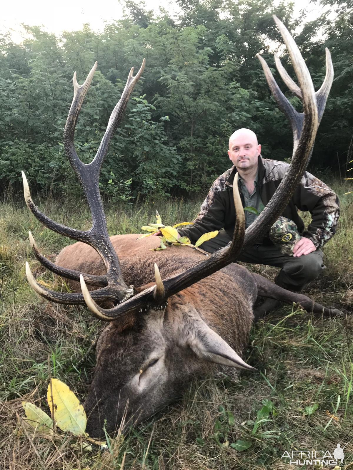 Red Stag Hunting Romania