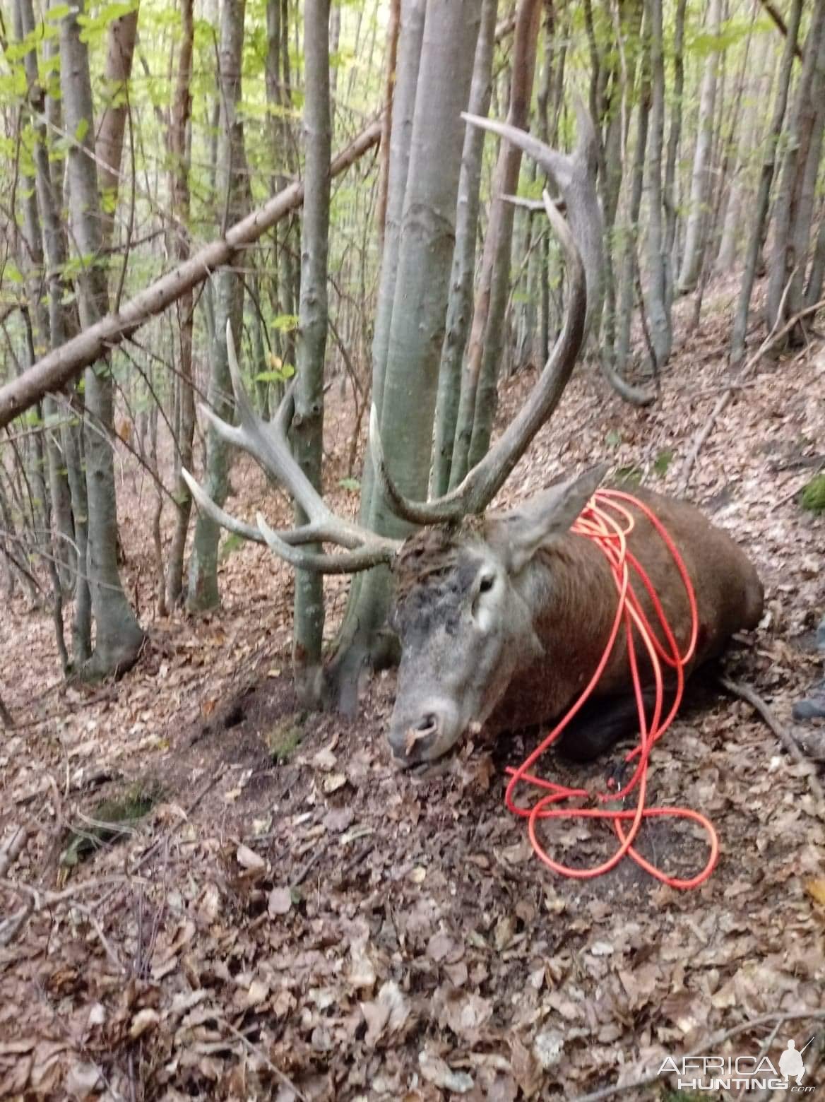 Red Stag Hunting Romania