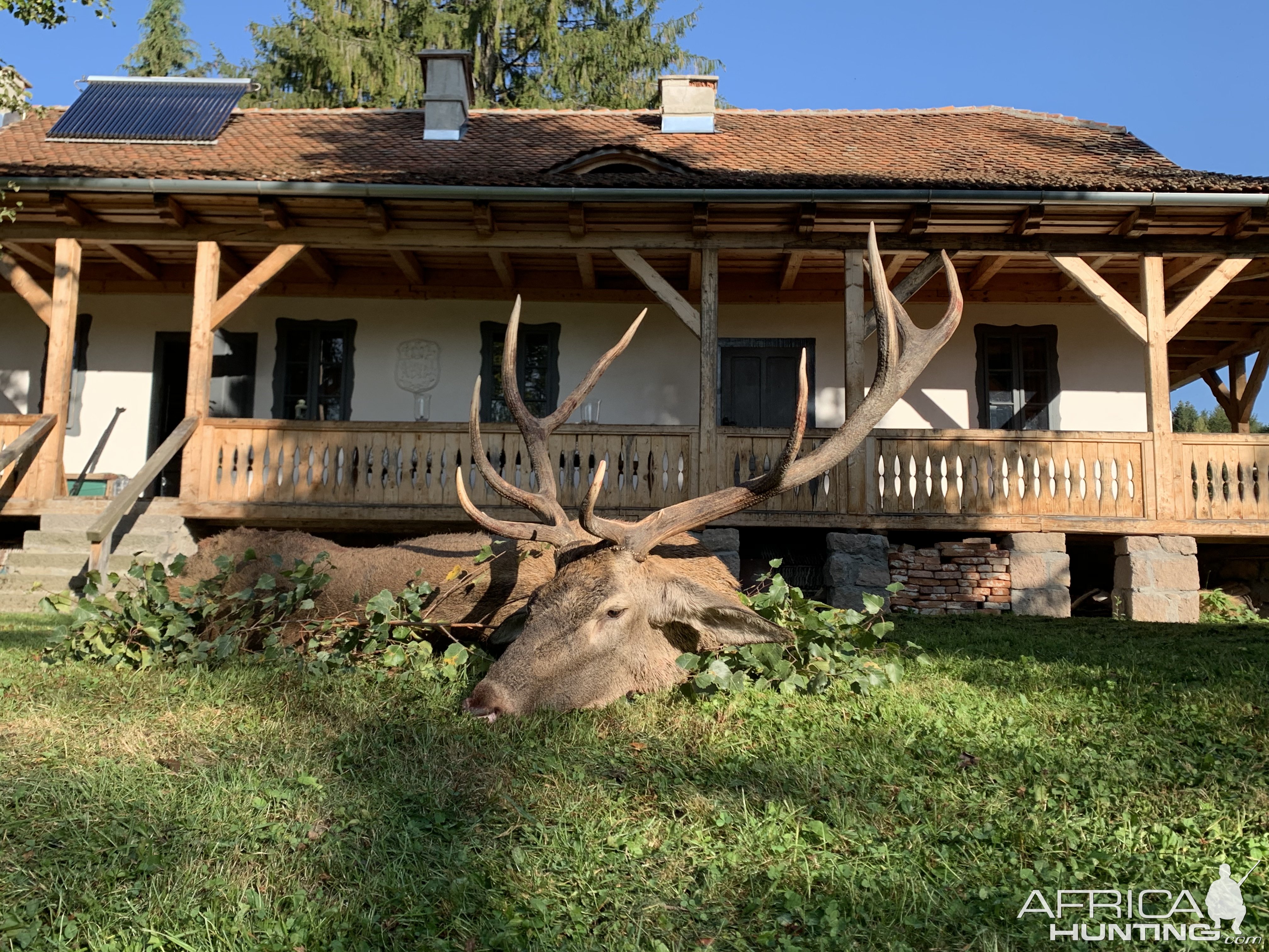 Red Stag Hunting Romania