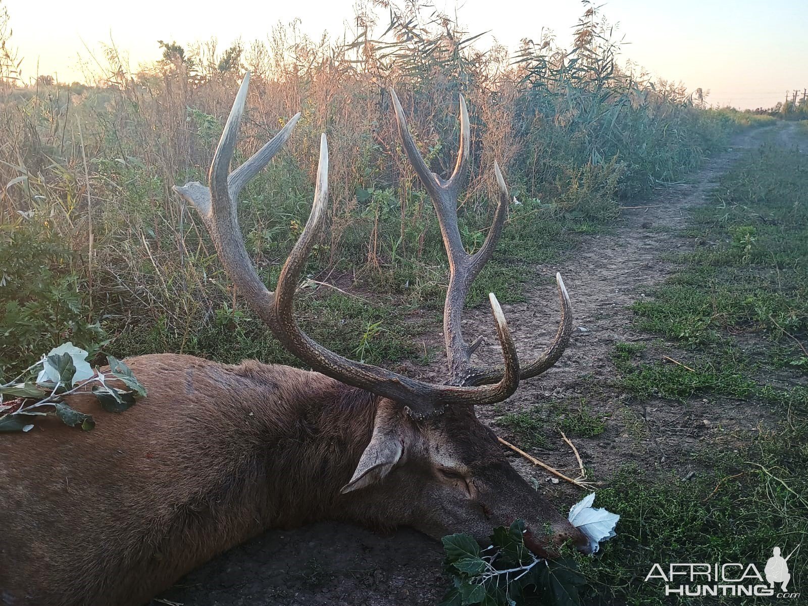 Red Stag Hunting Romania