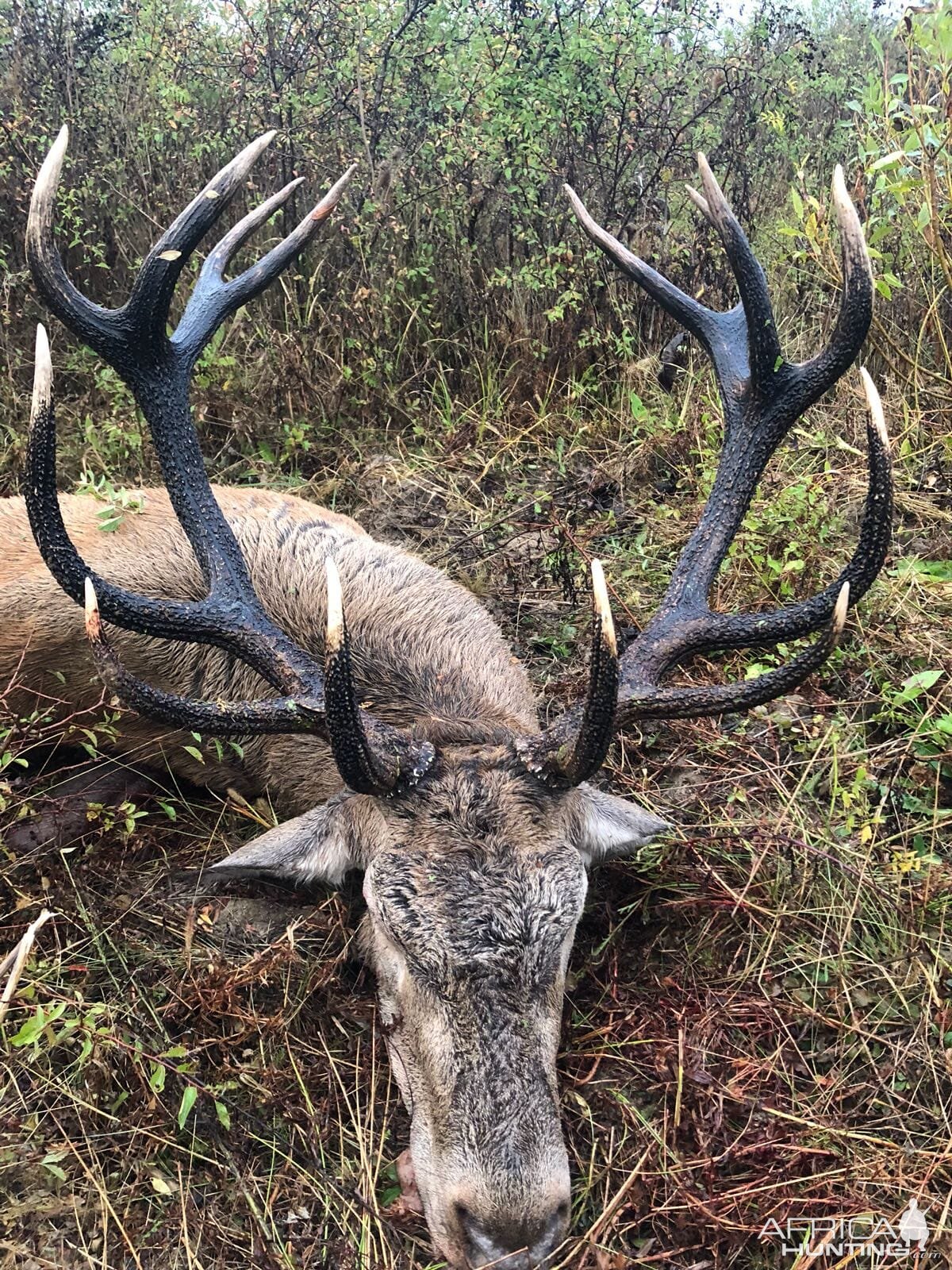 Red Stag Hunting Romania