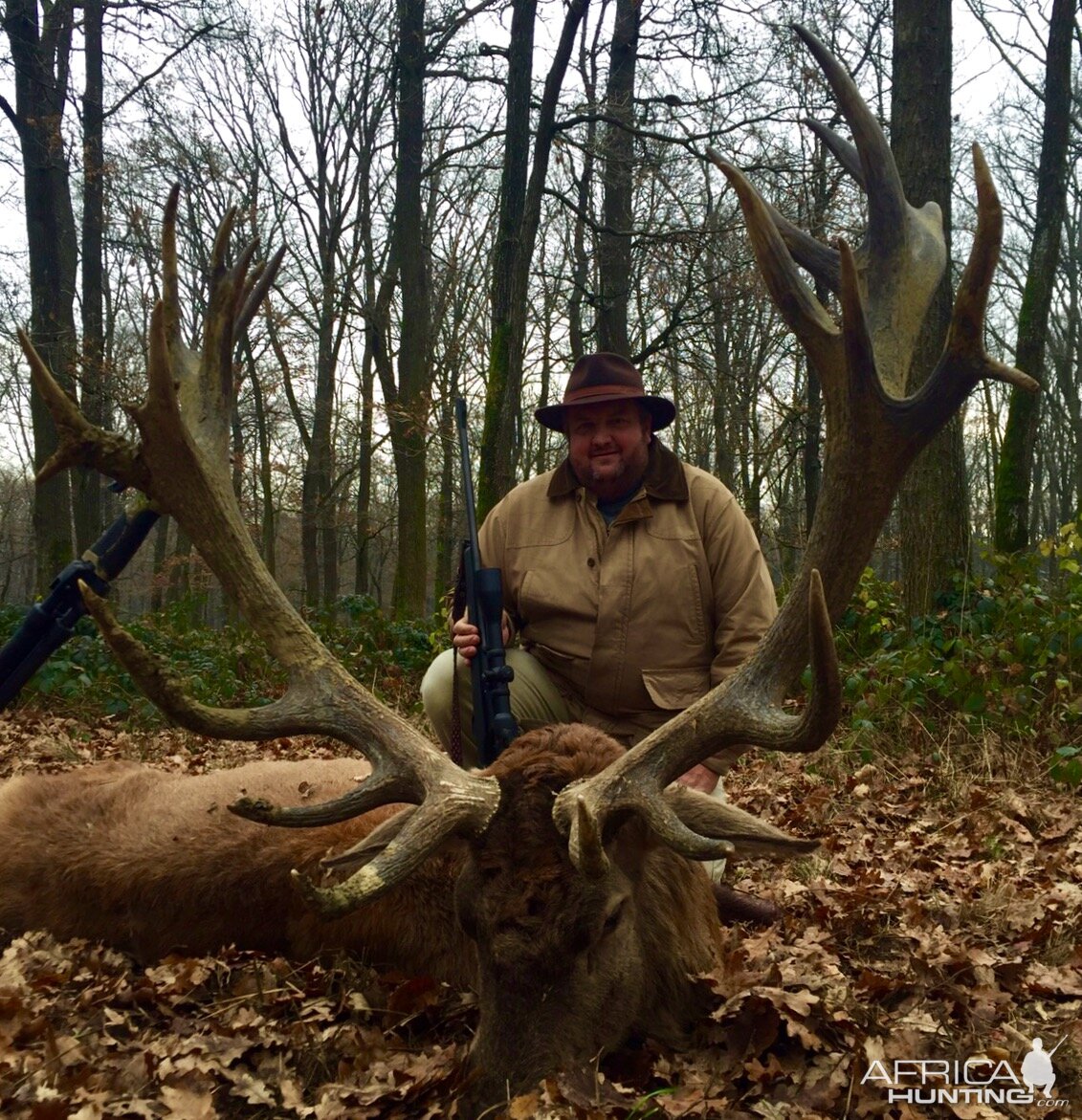 Red Stag in Austria