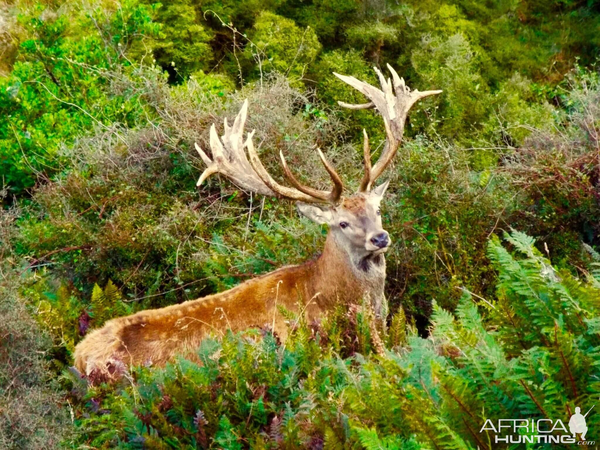 Red Stag in New Zealand