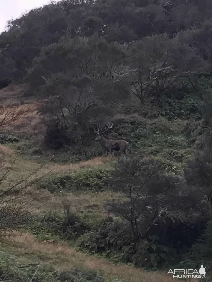 Red Stag in New Zealand