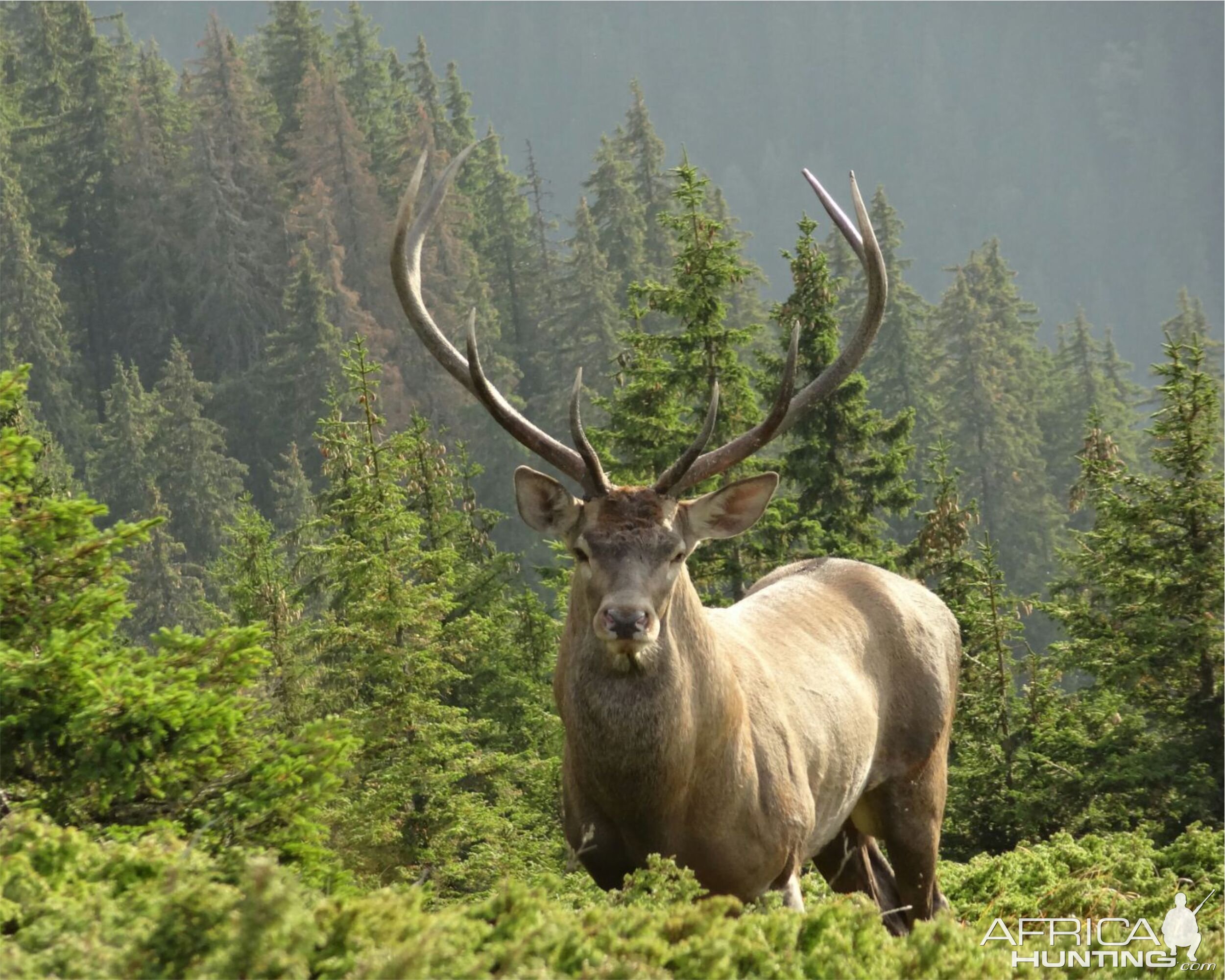 Red Stag in Romania