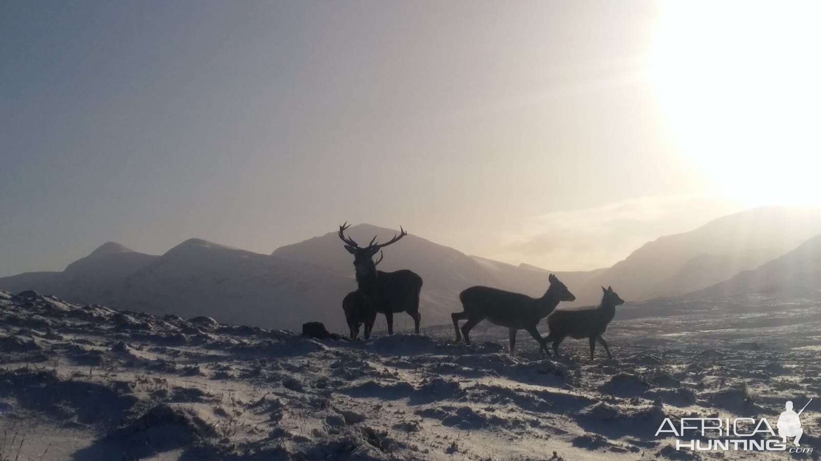 Red Stag in Scotland