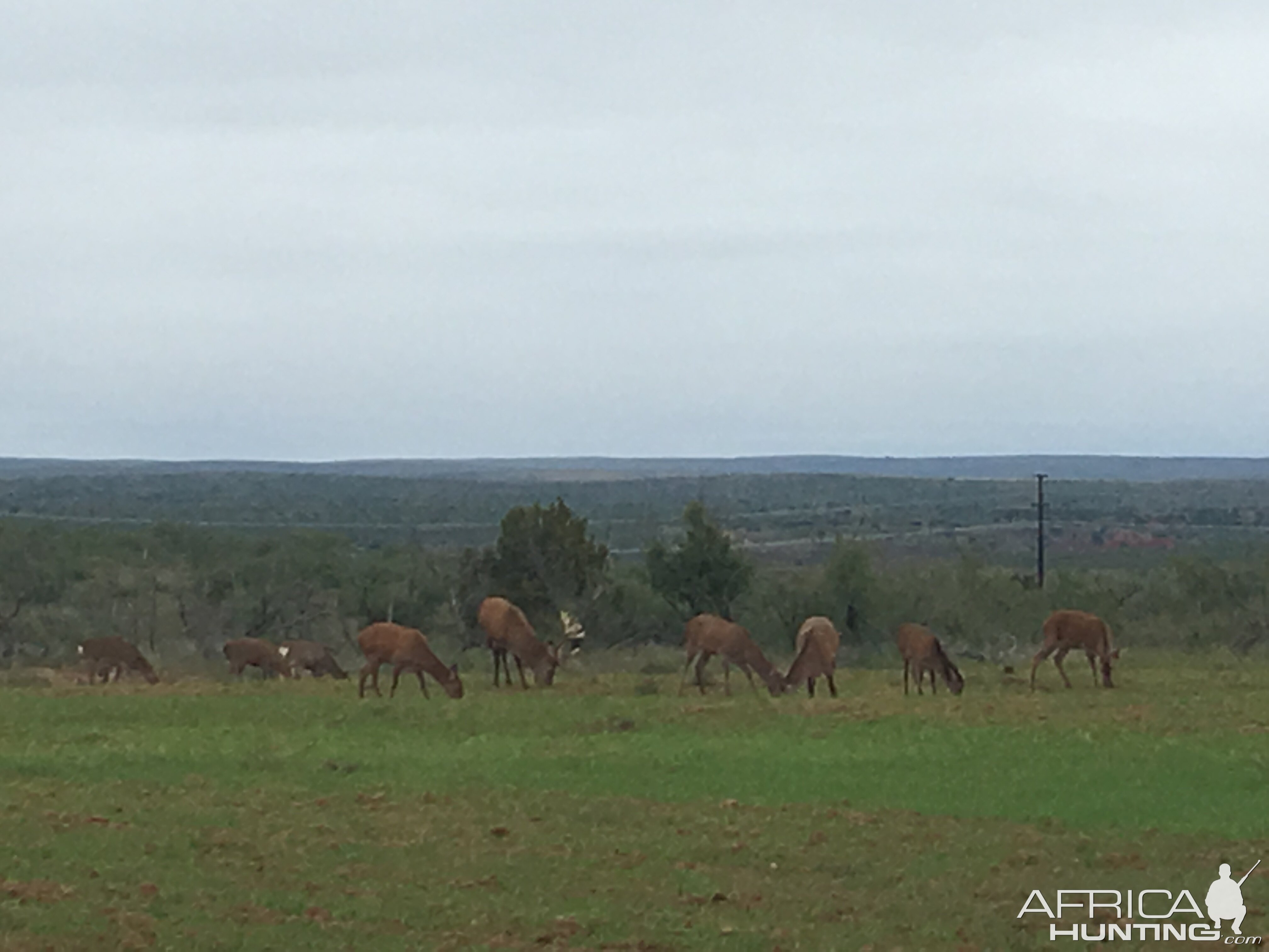 Red Stag in Texas USA