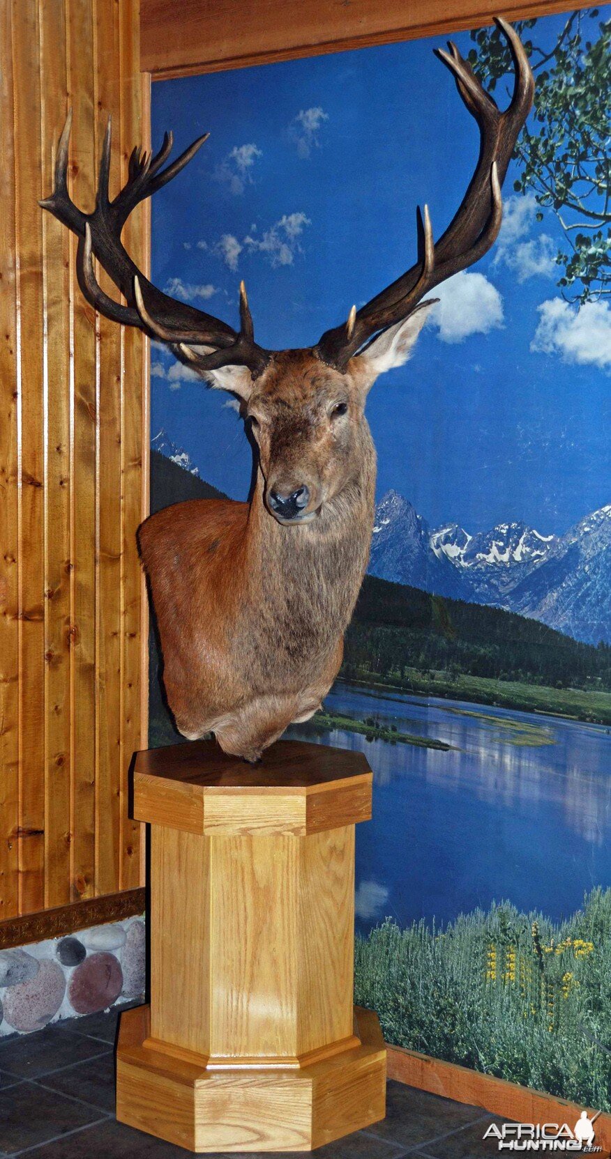 Red Stag mounted