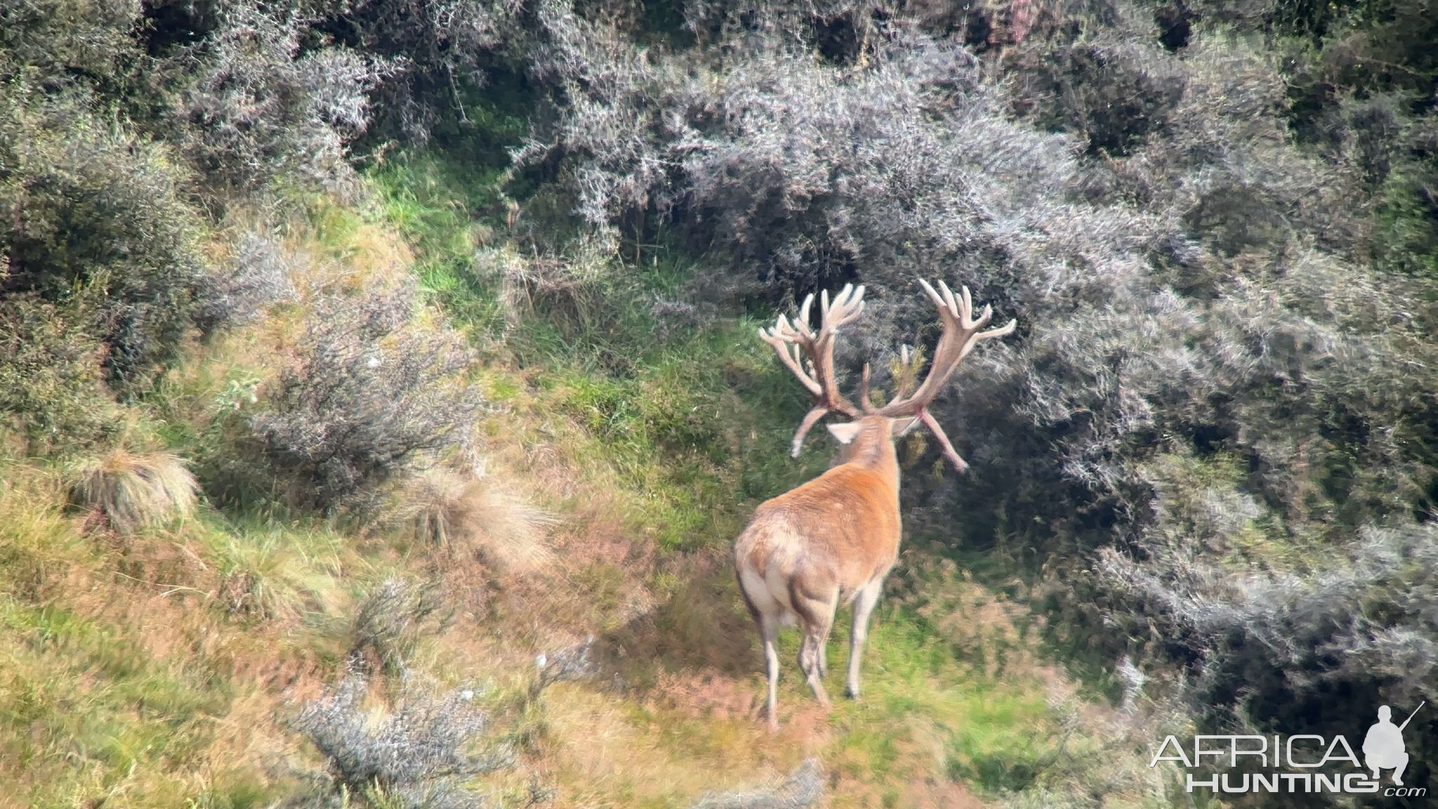 Red Stag New Zealand