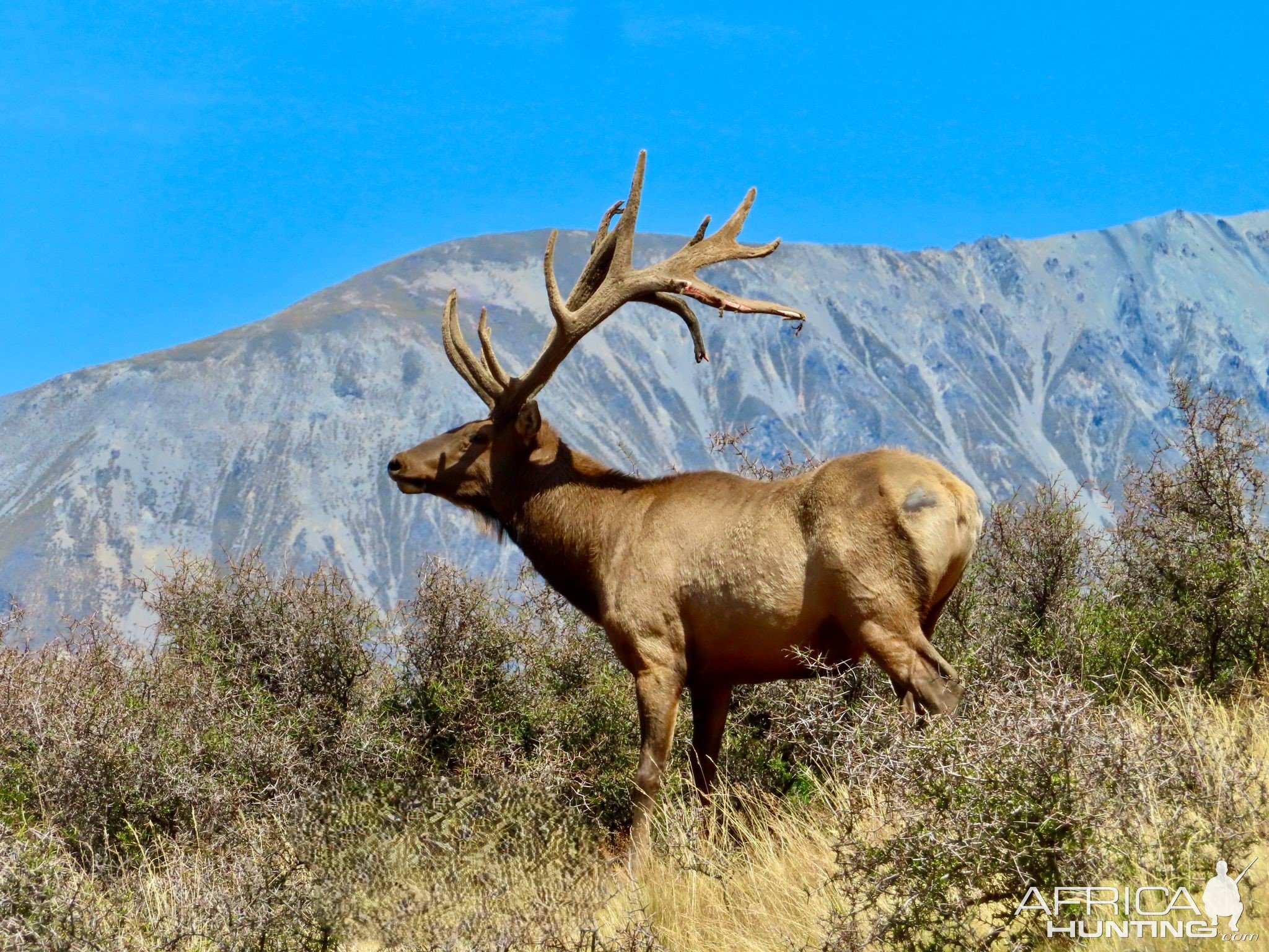 Red Stag New Zealand