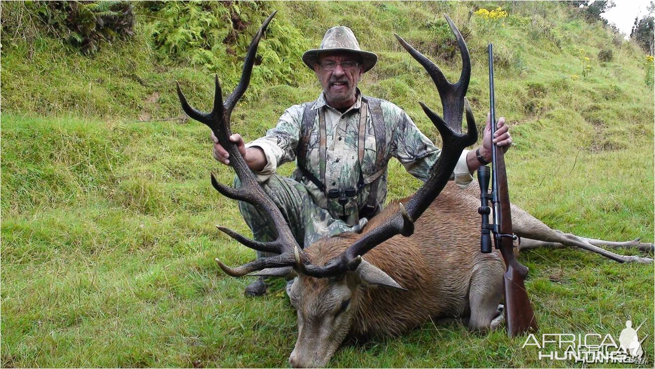 Red Stag New Zealand