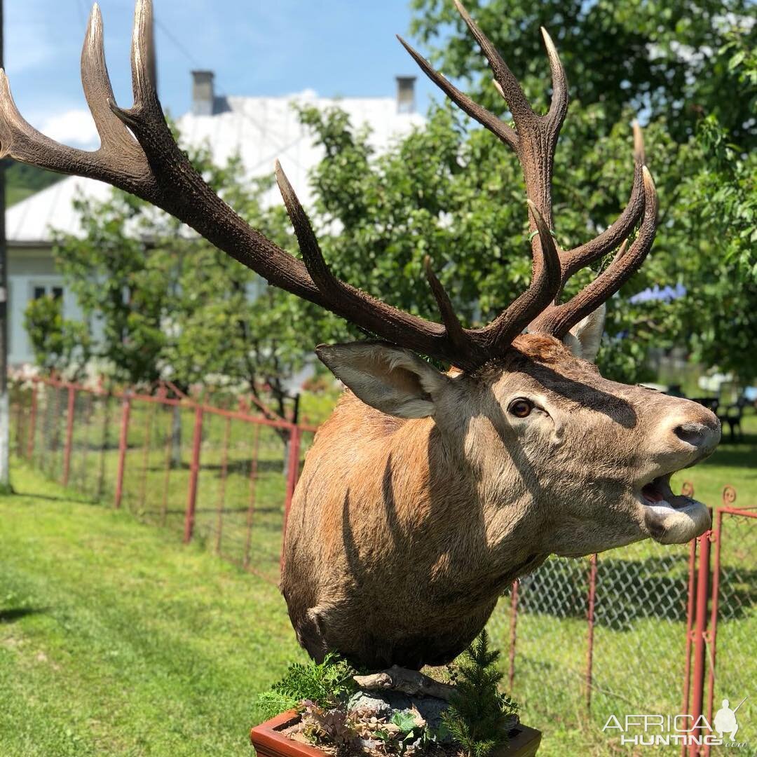 Red Stag Pedestal Mount Taxidermy