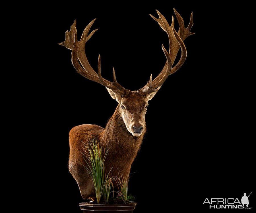 Red Stag Pedestal Mount Taxidermy