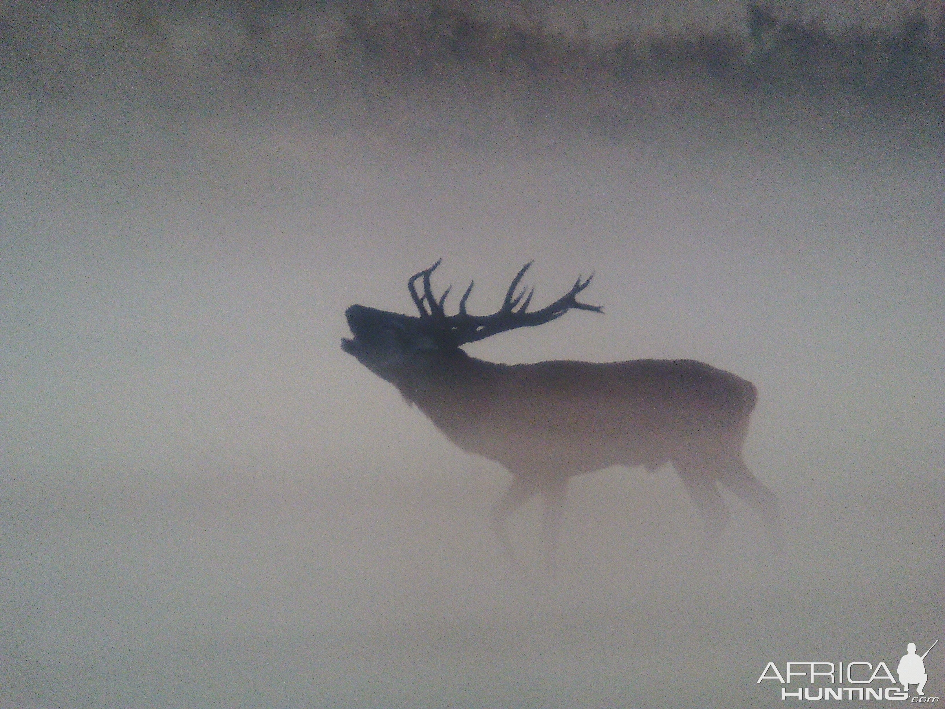 Red Stag Poland