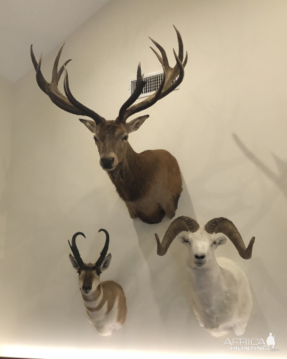 Red Stag,  Pronghorn & Dall Sheep Shoulder Mount Taxidermy