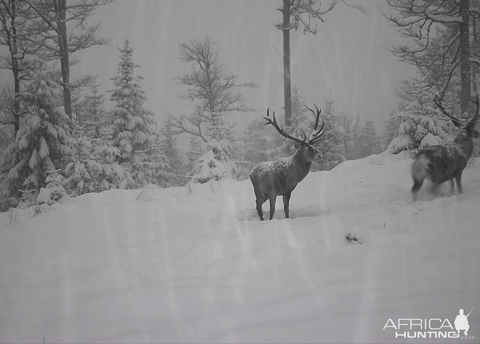 Red Stag Romania