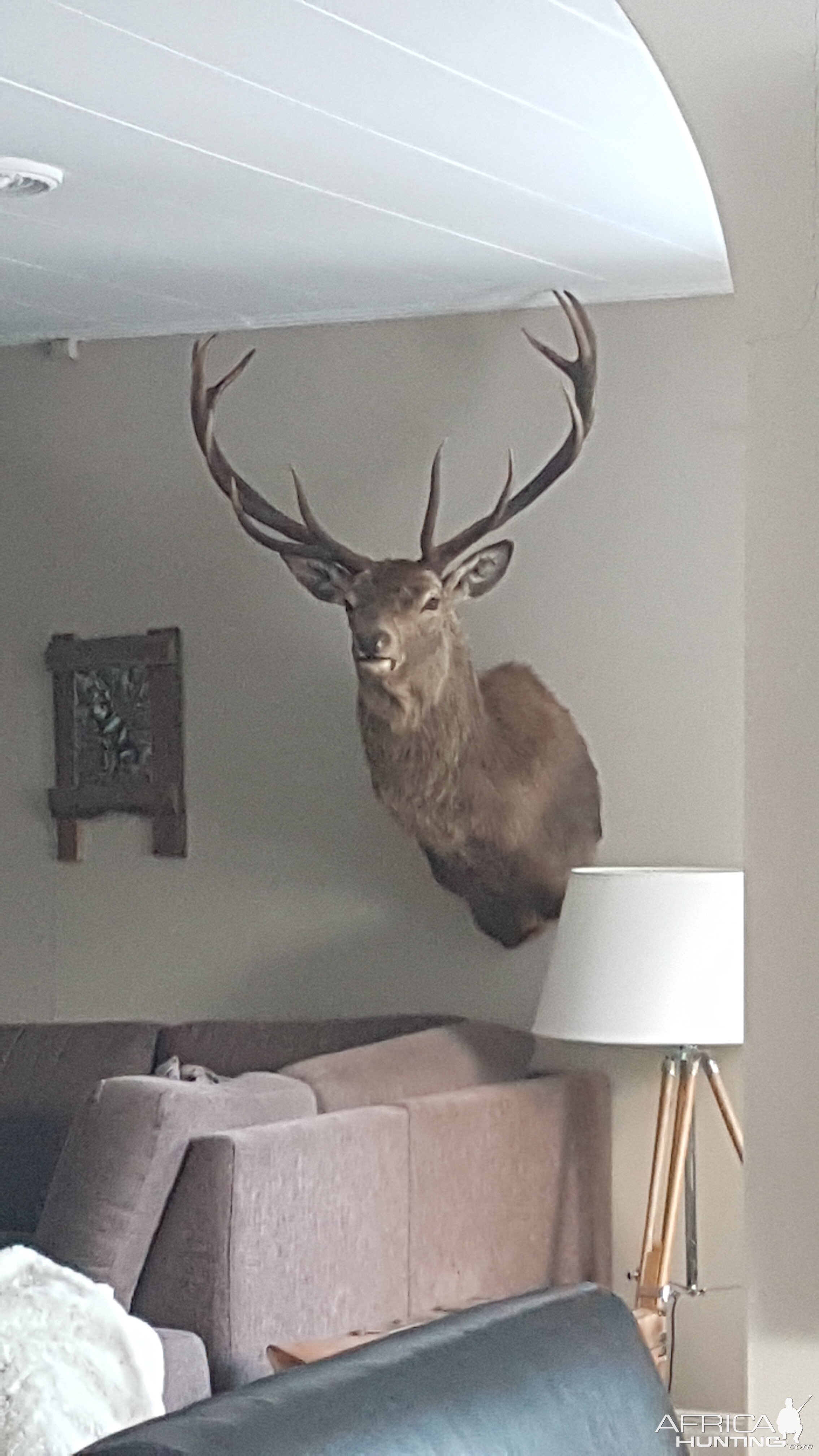 Red Stag Shoulder Mount Taxidermy