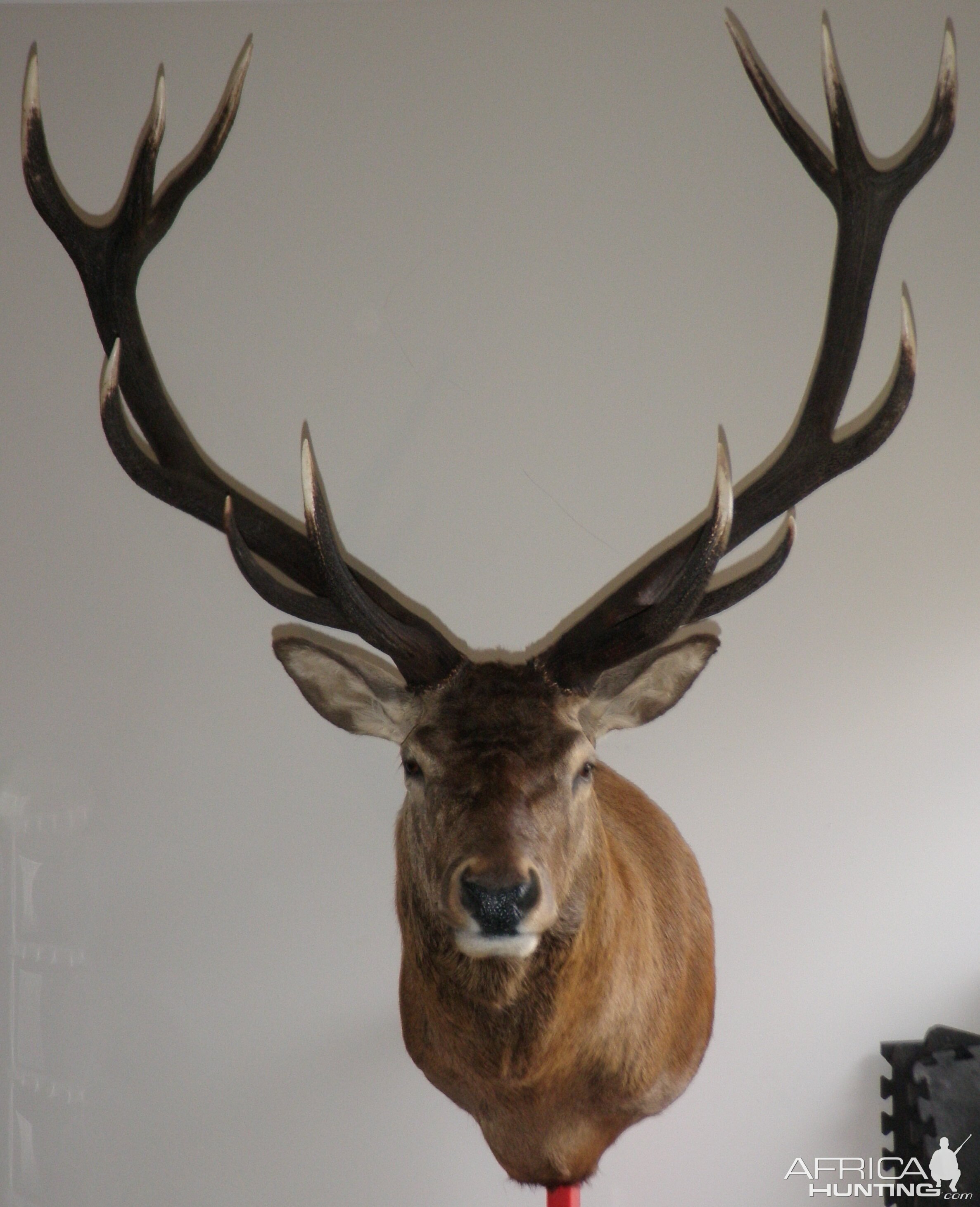 Red Stag Shoulder Mount Taxidermy