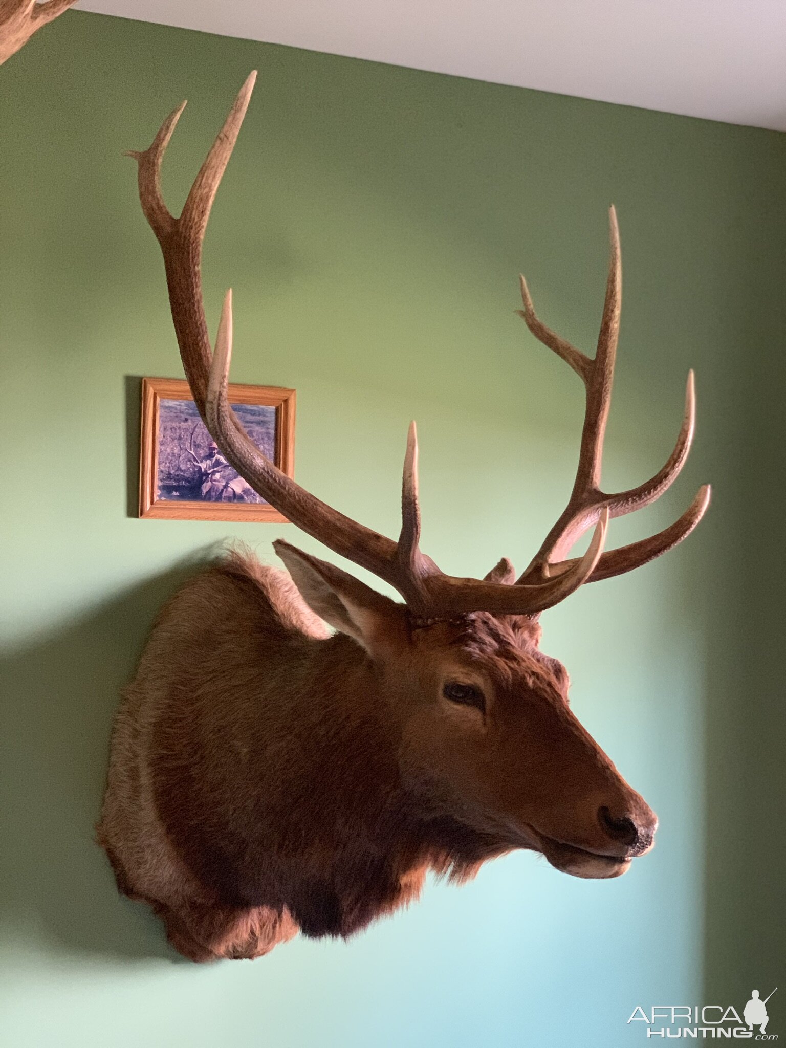 Red Stag Shoulder Mount Taxidermy