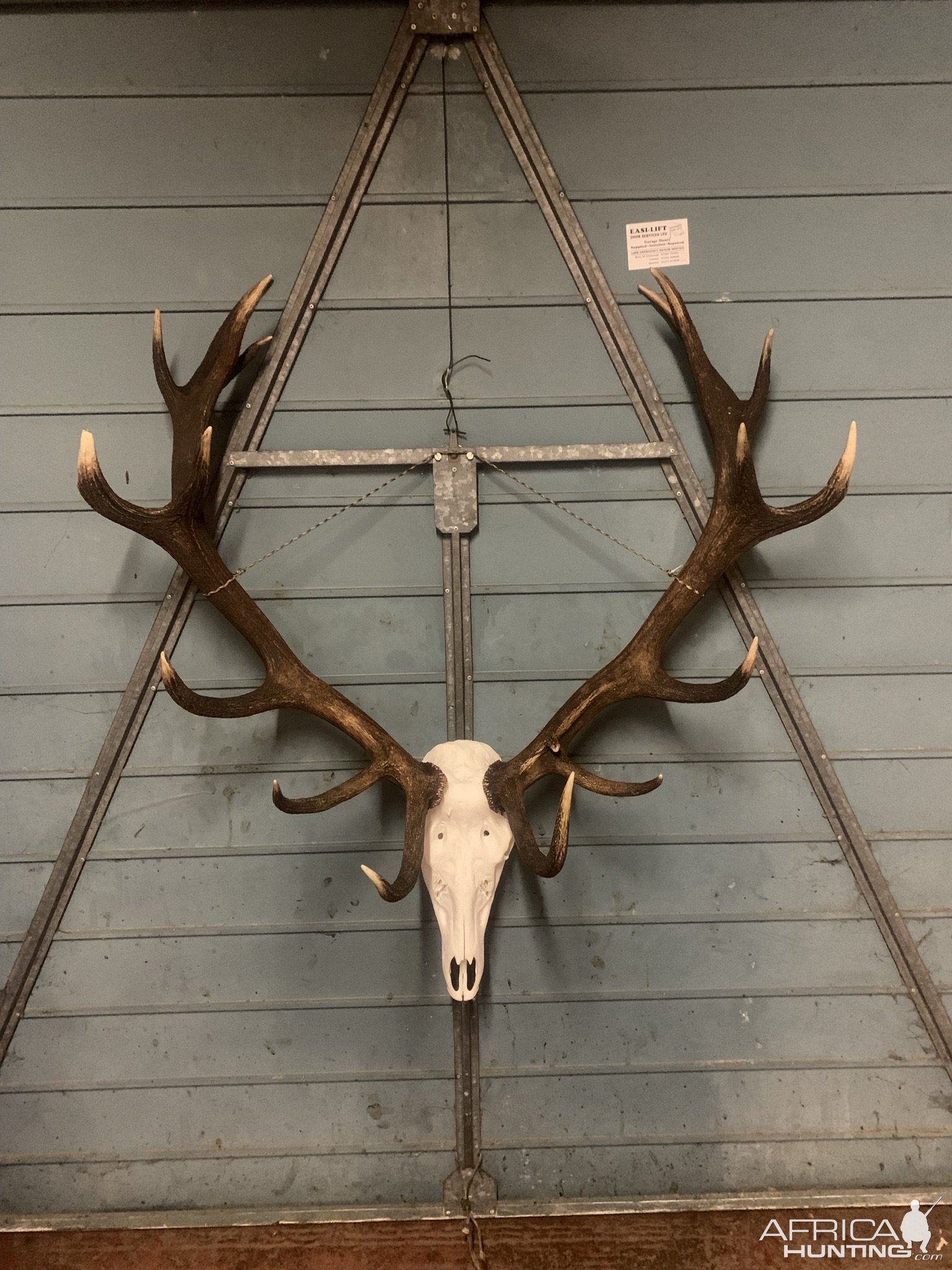 Red Stag Skull Mount