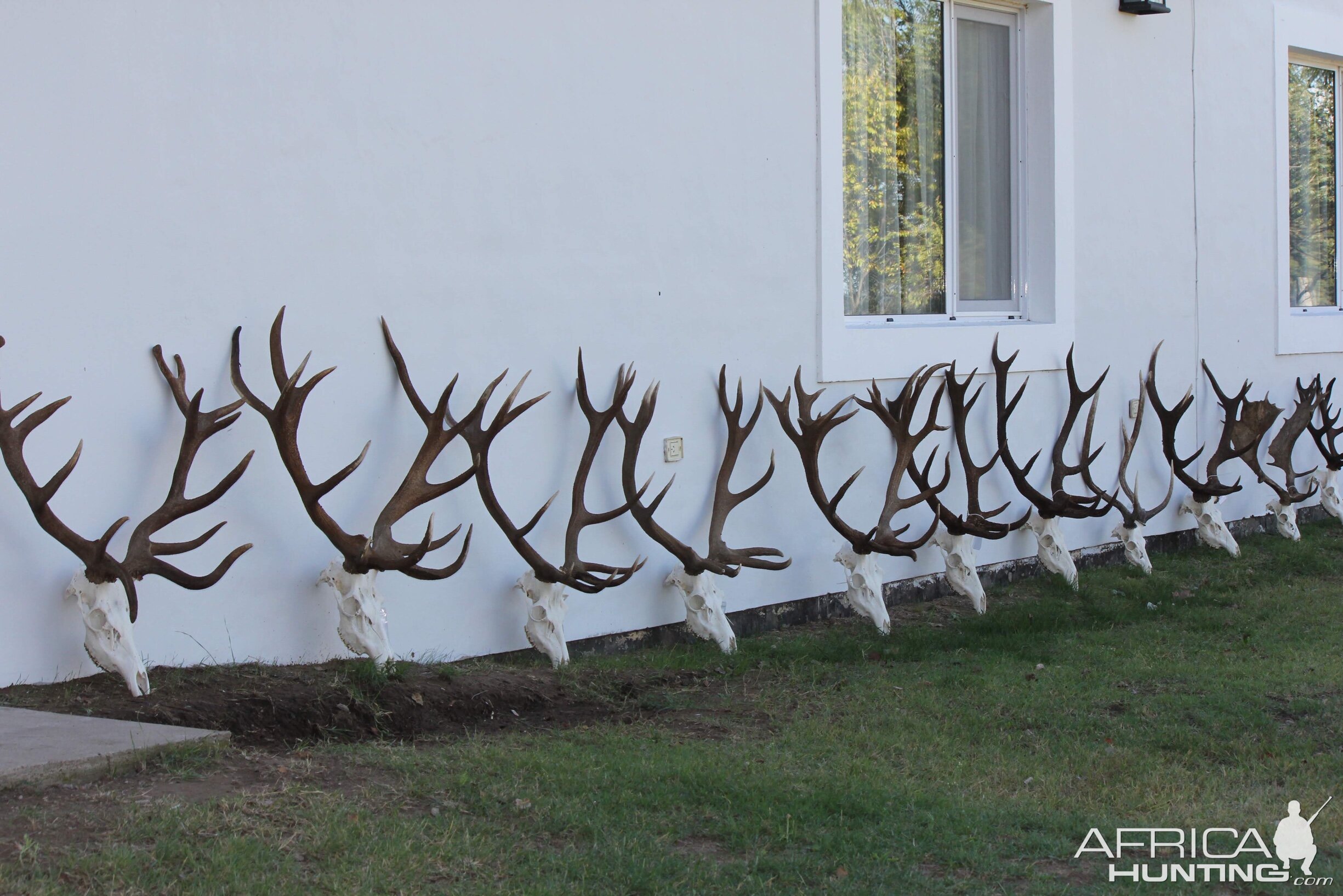 Red Stag Skulls Argentina