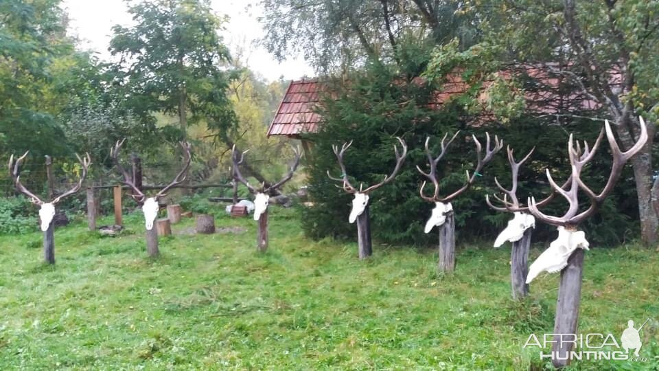 Red Stag Skulls