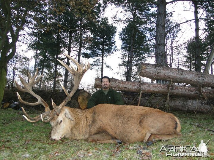 red stag taken in the UK