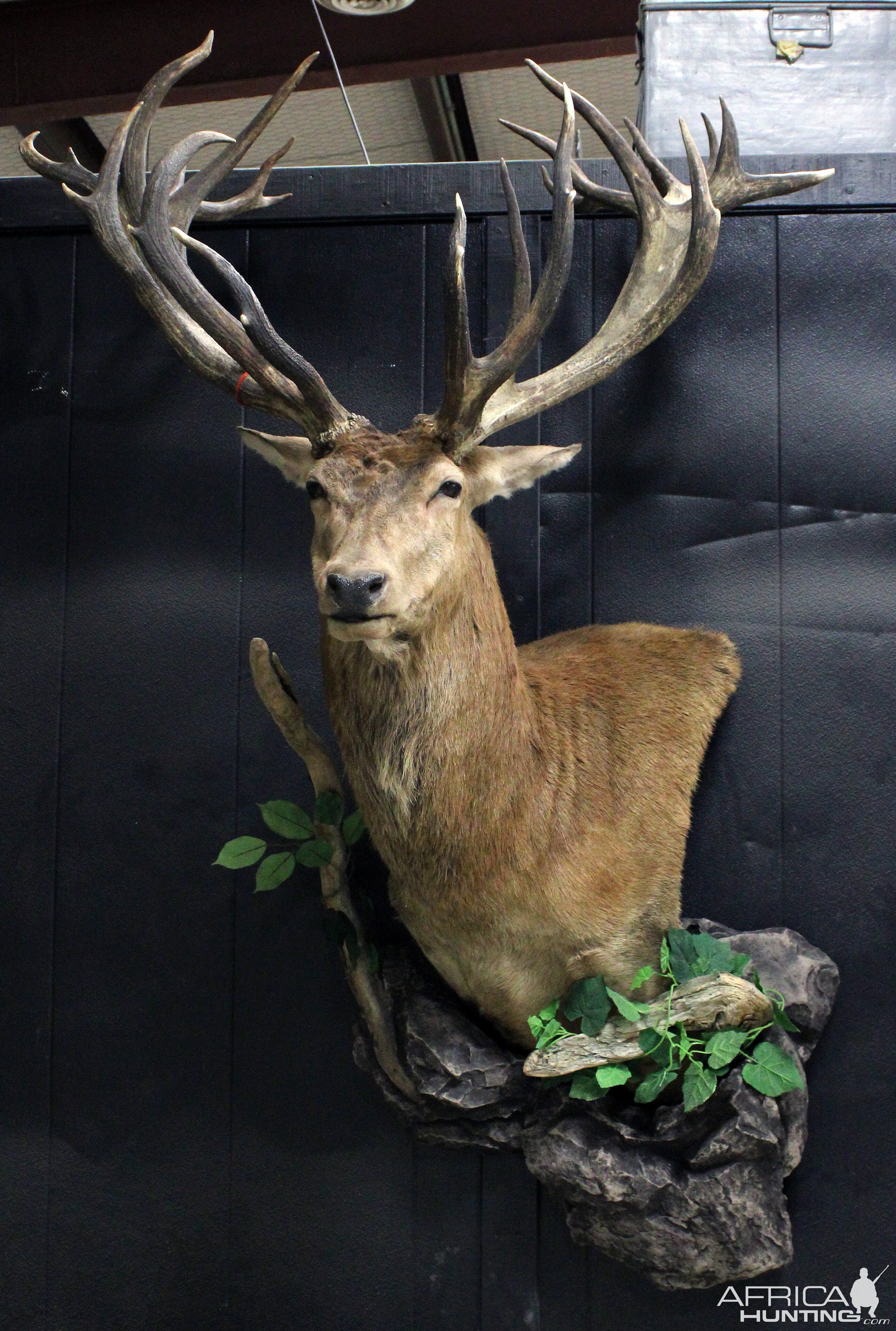 Red Stag Wall Mount Taxidermy